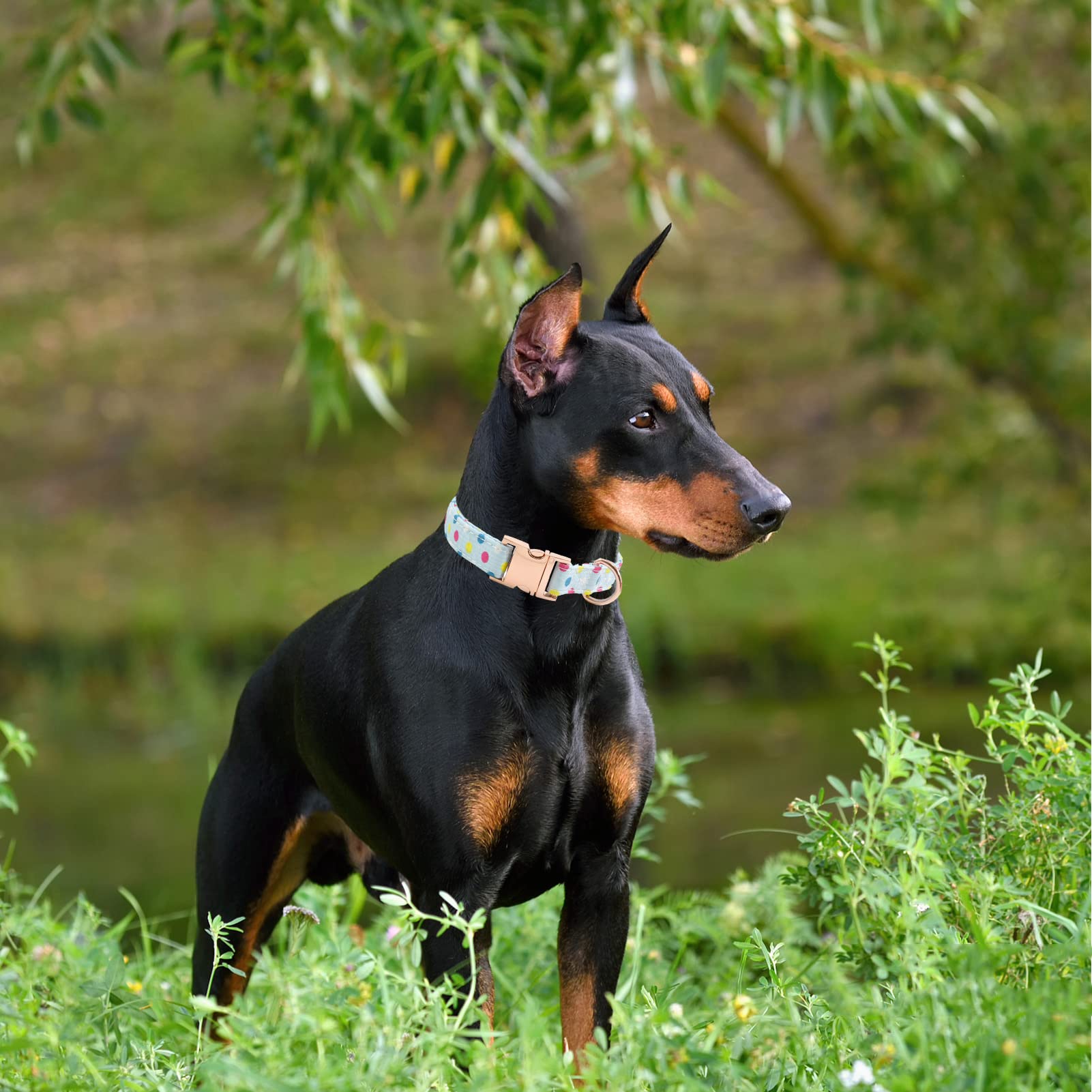 Metal Buckle Dog Collar, Durable Adjustable Dog Collar Soft For Small Medium Large Dogs (Blue Point, L(15-23In)