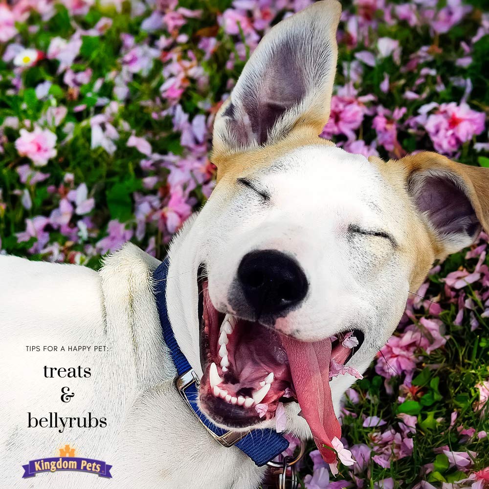 Kingdom Pets Filler Free Chicken Jerky & Rawhide Wraps, Premium Treats for Dogs (16 oz.)