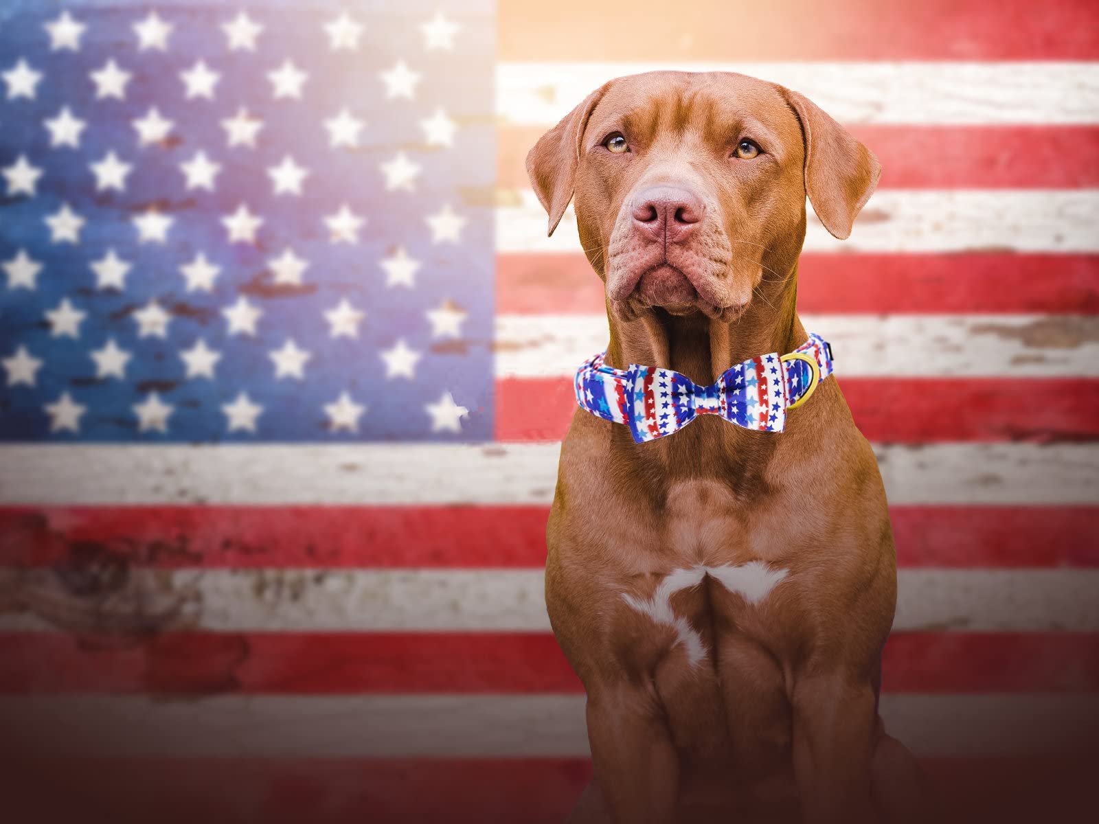 Maca Bates American Flag Dog Collar With Stars Bow Tie For Dogs Bowtie 4 Of 7 Blue Red And White Adjustable Durable Patriotic St