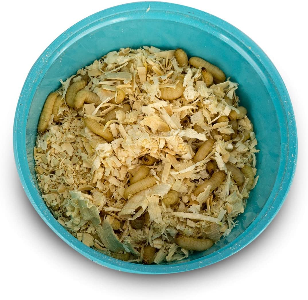 Joshs Frogs Waxworms (500 Count)