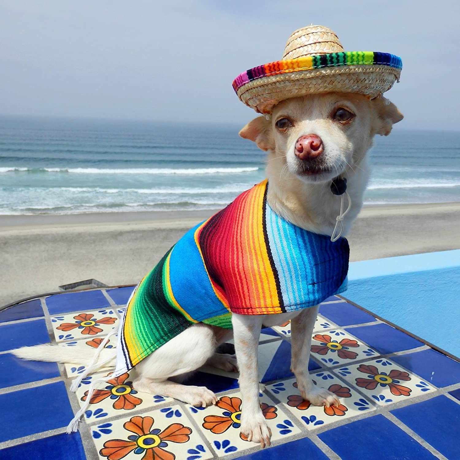 Baja Ponchos 4 Pack Fiesta Dog Chew Toys And Sombrero - Mexican Squeak Plush Toys - Dog Gifts For Chihuahuas - Taco - Tequila -