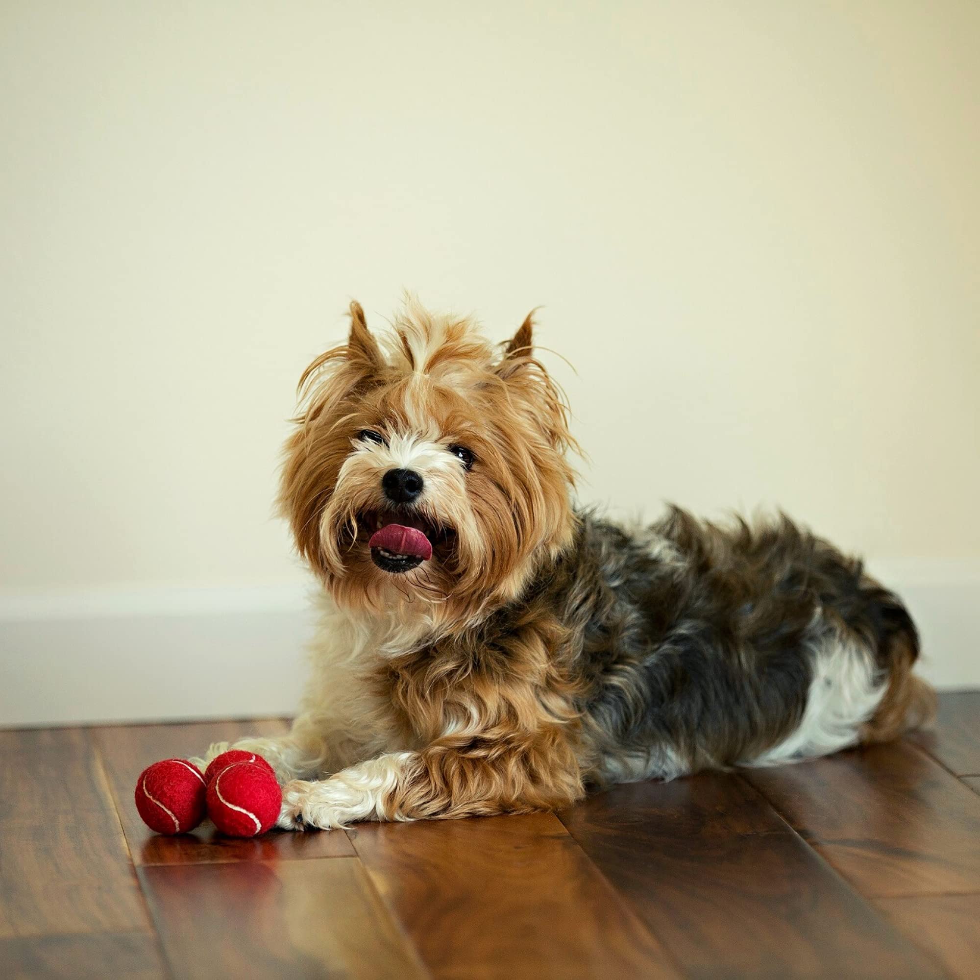 Midlee Mini Dog Tennis Balls, Red, 1.5' 12-Pack- Fetch Ball Laucher Pet Small Tennis Balls