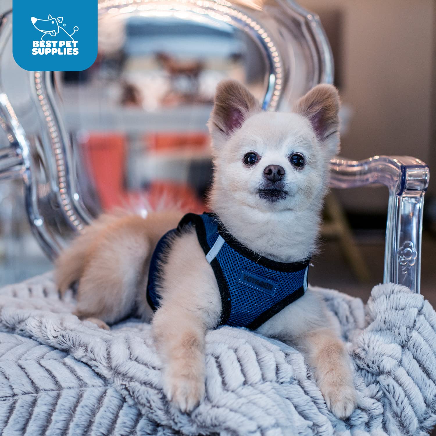 Voyager Step-In Air Dog Harness - All Weather Mesh Step In Vest Harness For Small And Medium Dogs And Cats By Best Pet Supplies - Harness (Blue/Black Trim), L (Chest: 18-20.5')