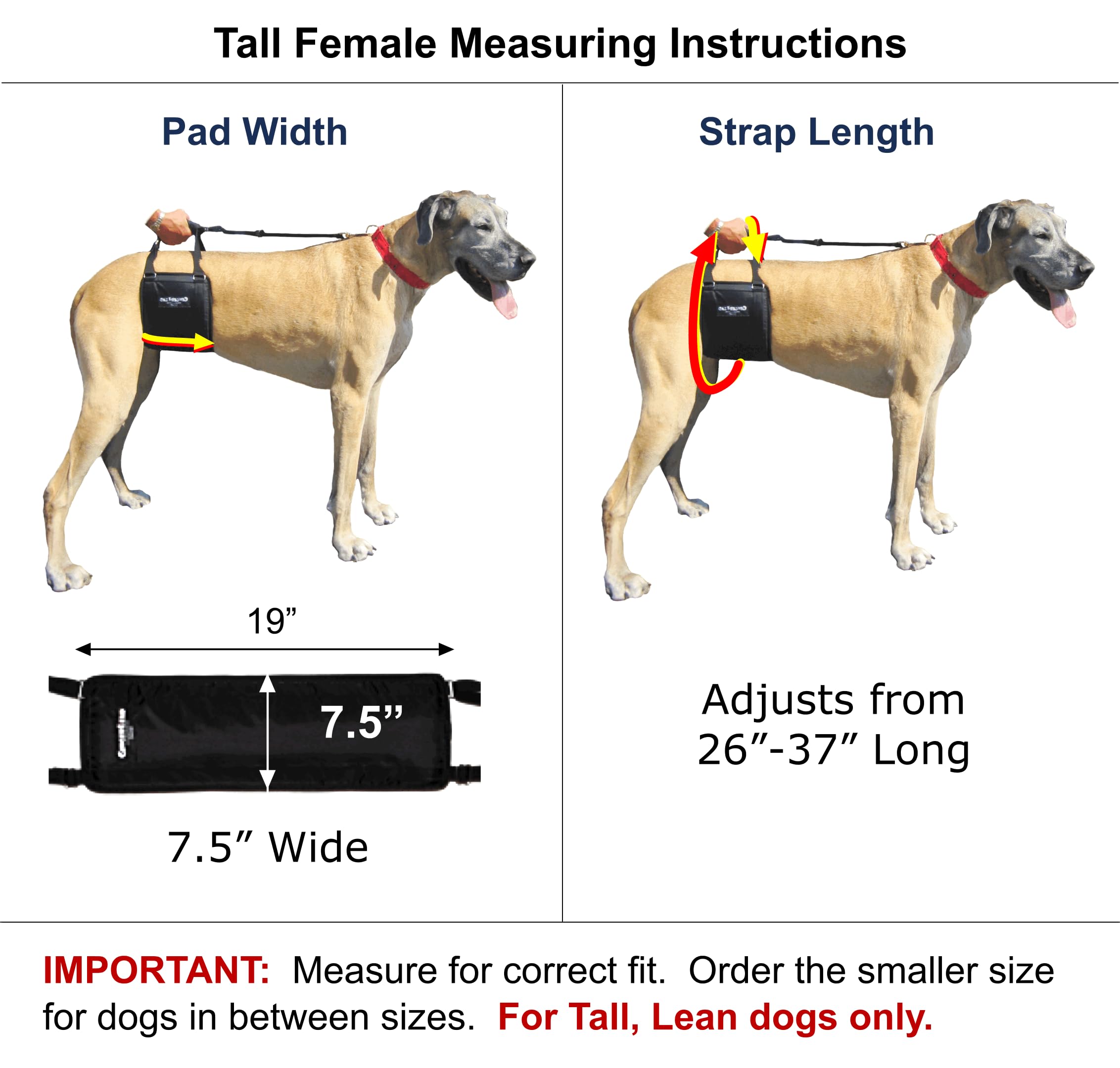 GingerLead Dog Sling Hip Support Harness for Tall Female Dogs, Nylon, Black/Tan, Model GL-TF
