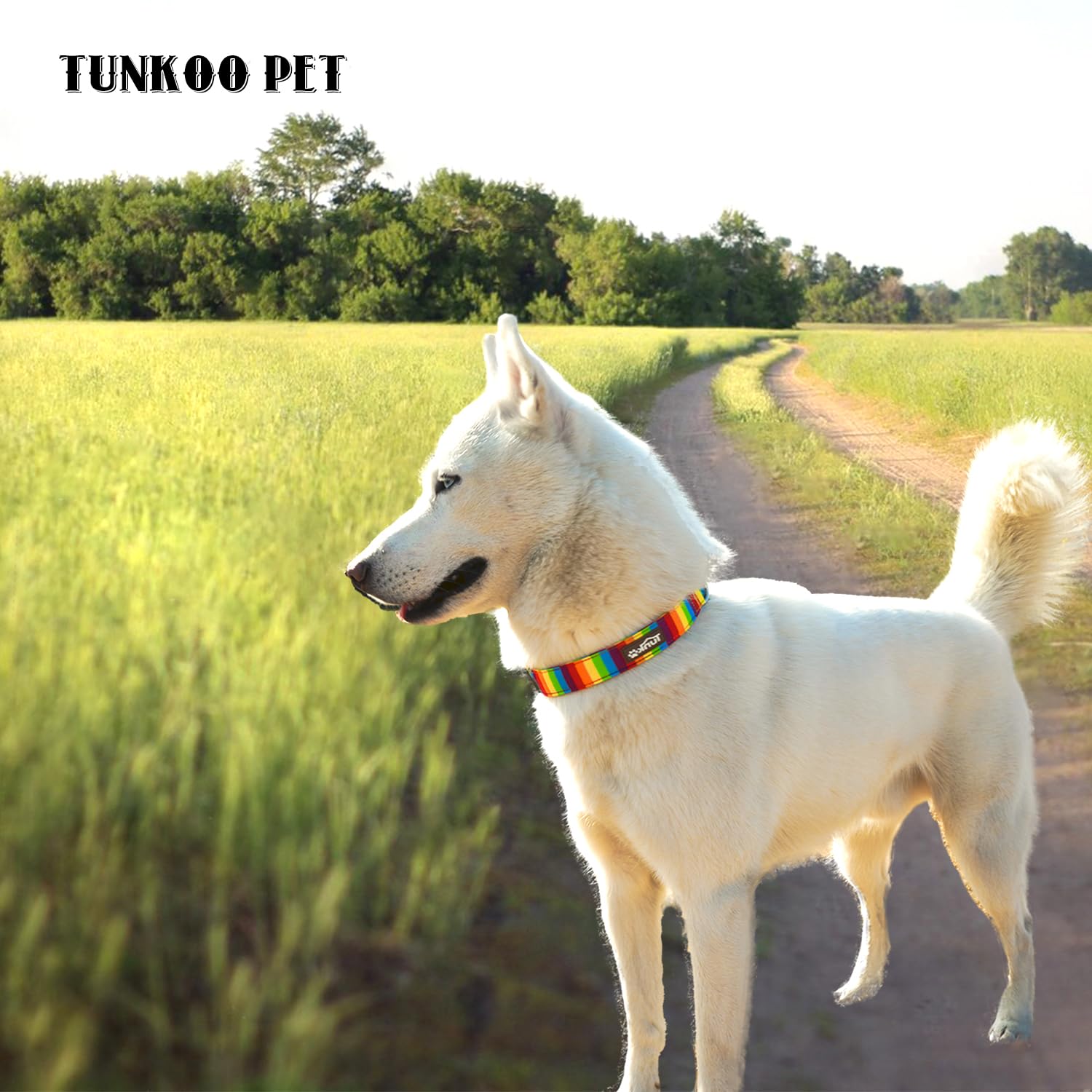 Tunkoo Rainbow Dog Collar, Cute Adjustable Yellow Collar For Lgbt Pride Month, Dog Collar With Strong Plastic Buckle - For Small