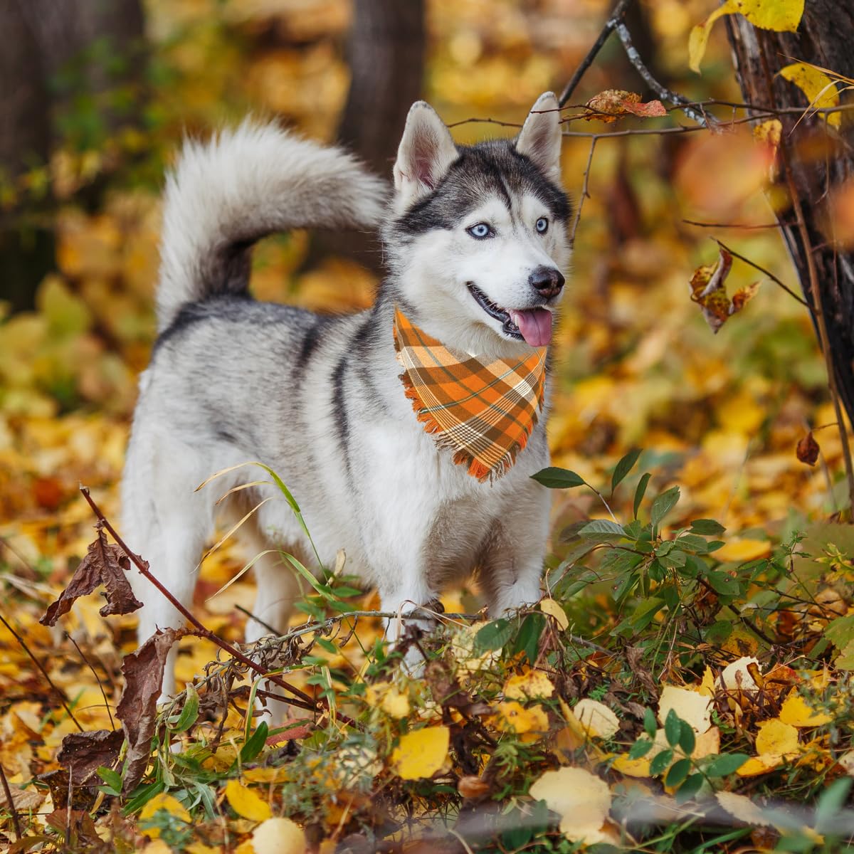 Kytely Fall Dog Bandana 2 Pack, Autumn Thanksgiving Dog Bandana Large, Orange Plaid Pet Scarf For Boy And Girl, Holiday Bandanas Triangle Bibs For Medium And Large Dogs (Large)