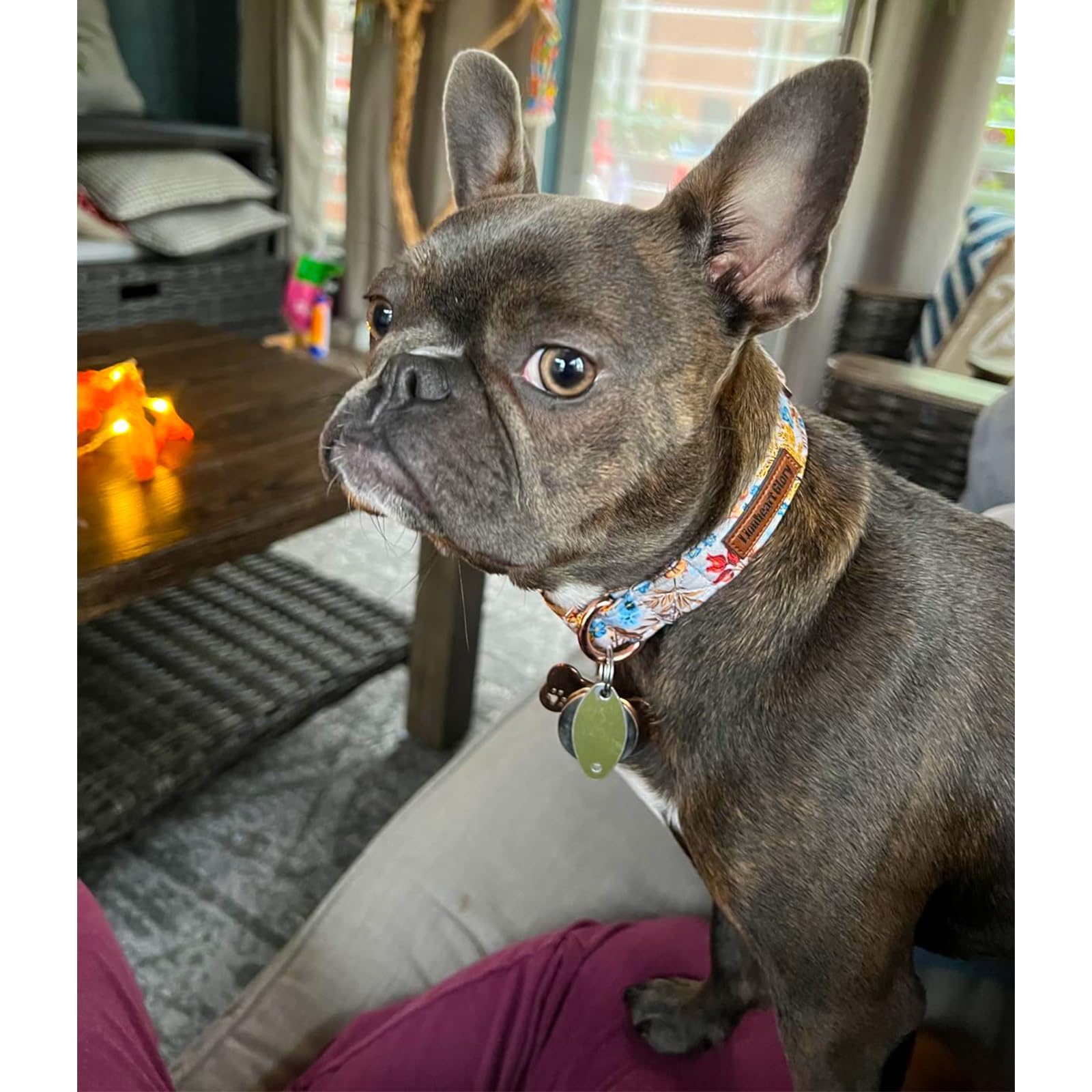 Lionheart Glory Premium Dog Collars Fall Dog Collar, Heavy Duty Adjustable Dog Collar For Large Dogs Maple Leaf Dog Collar