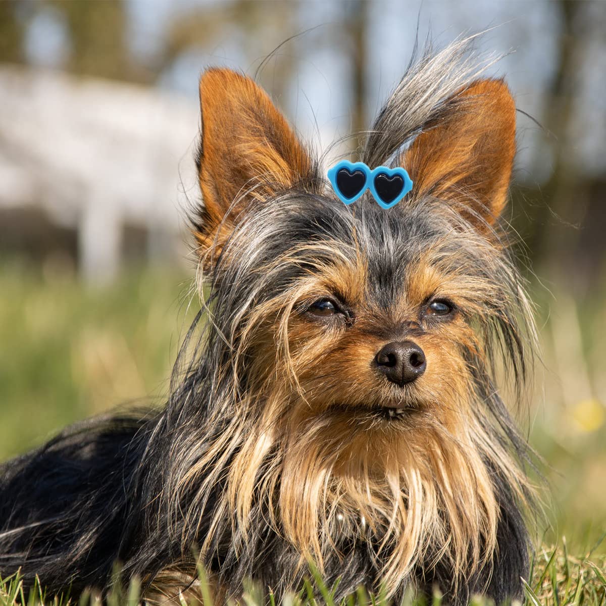 Petunny 20Pcs Cute Dog Hair Bows Clip Puppy Hair Clips Heart Sunglasses Pet Hair Clips Dog Hairpin Barrettes Dog Hair Bows With Alligator Clips Cat Dog Pet Grooming (Random Color)