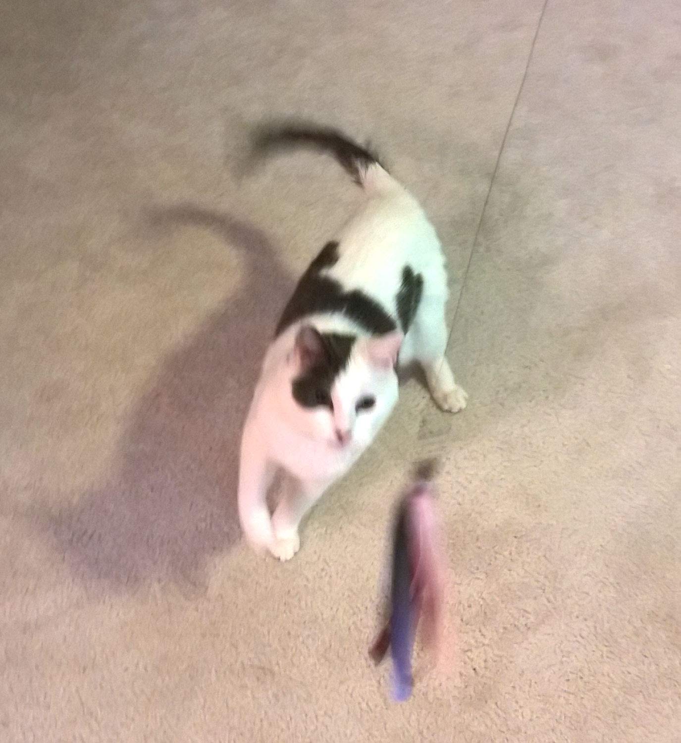 Coolcybercats Ribbon, Leather And Fur Attachment Cat Toys - Fit Wildcat And Popular Bird And Catcher Type Wands/Poles (Ribbons)