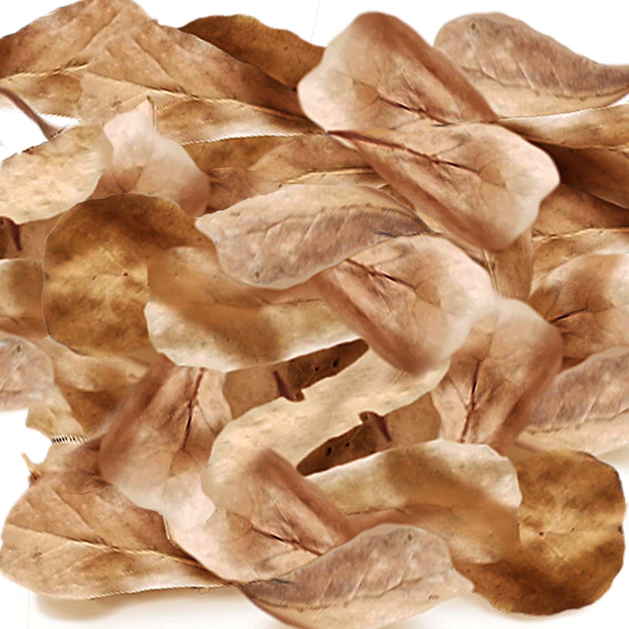 SunGrow 100 Pcs Mini Catappa Indian Almond Leaves for Betta Fish Aquarium, Shrimp, Frogs, Improves Habitat, Gives Tea Color, Hel
