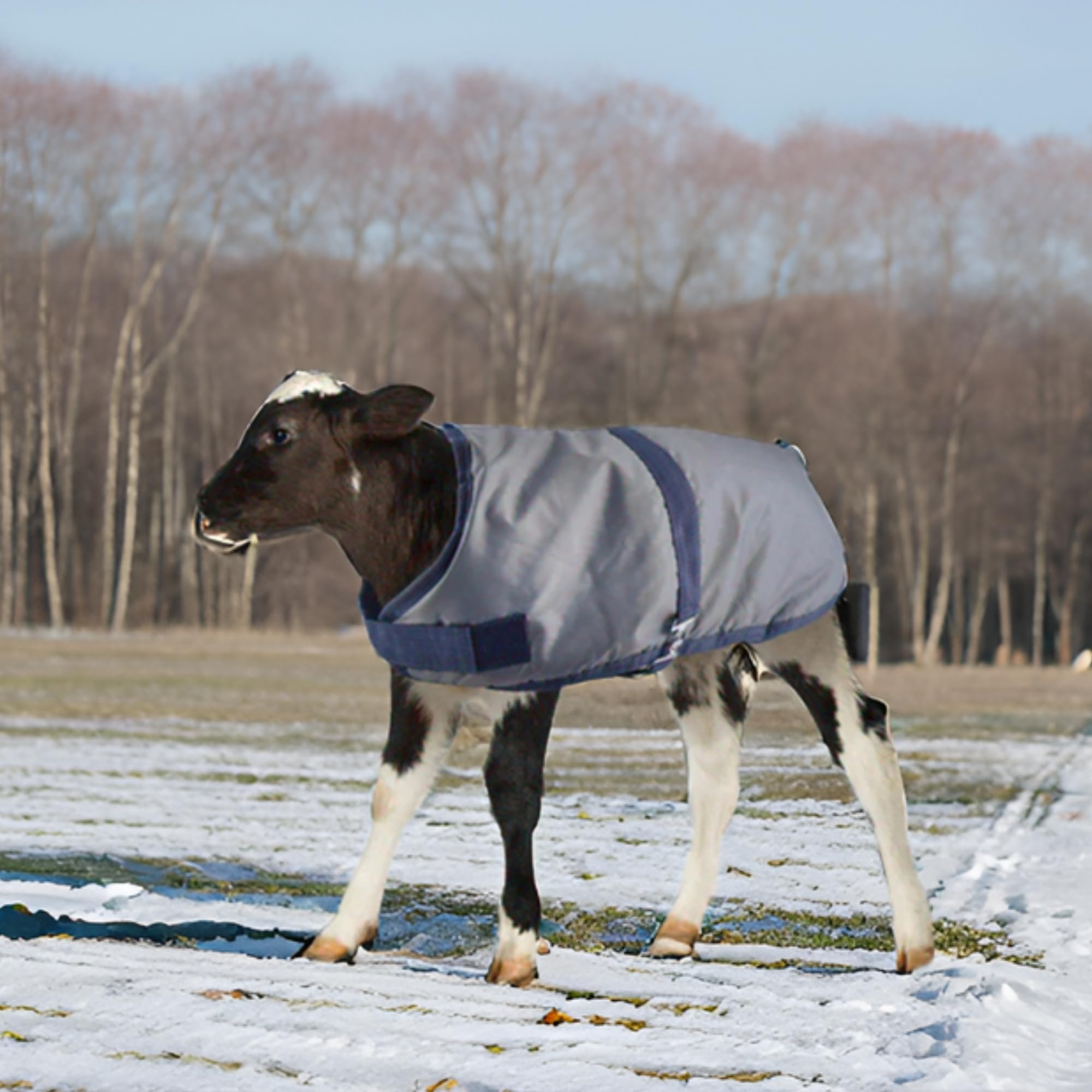 Jeffers Livestock Insulated Calf Blanket, Grey Navy, 1 Pack - 600Denier, 350G Polyfill, Winter Warm Clothes For Calf, Water Proo