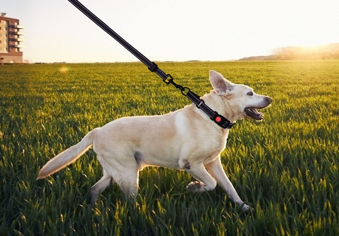 Martingale Dog Collar And Leash Set Martingale Collars For Dogs Reflective Martingale Collar For Small Medium Large Dogs(Black&M)