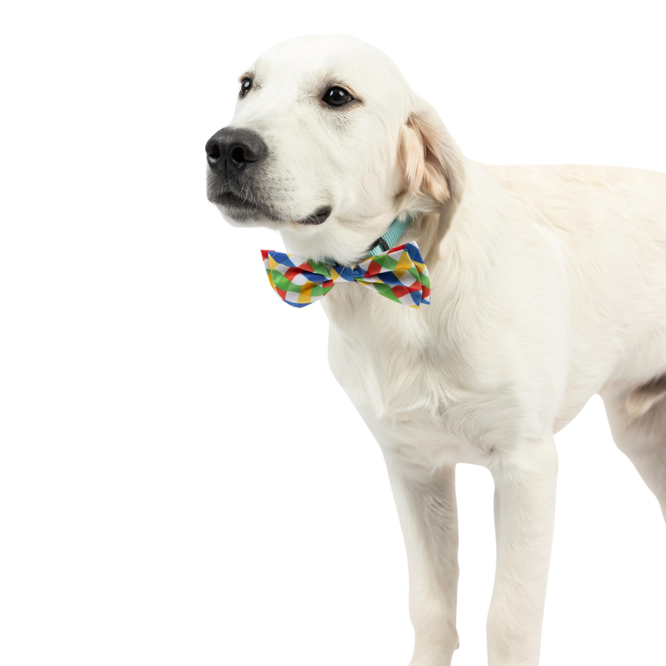 Huxley & Kent Bow Tie For Pets - Summertime Check (Small) - Spring Bow Tie Collar Attachment - Fun Collar Accessory For Dogs & C
