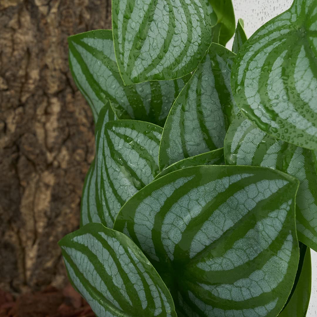 WOLEDOE Artificial Hanging Plants for Terrarium - Fake Calathea Orbifolia with Suction Cup, Perfect for Reptile & Amphibian Habitats