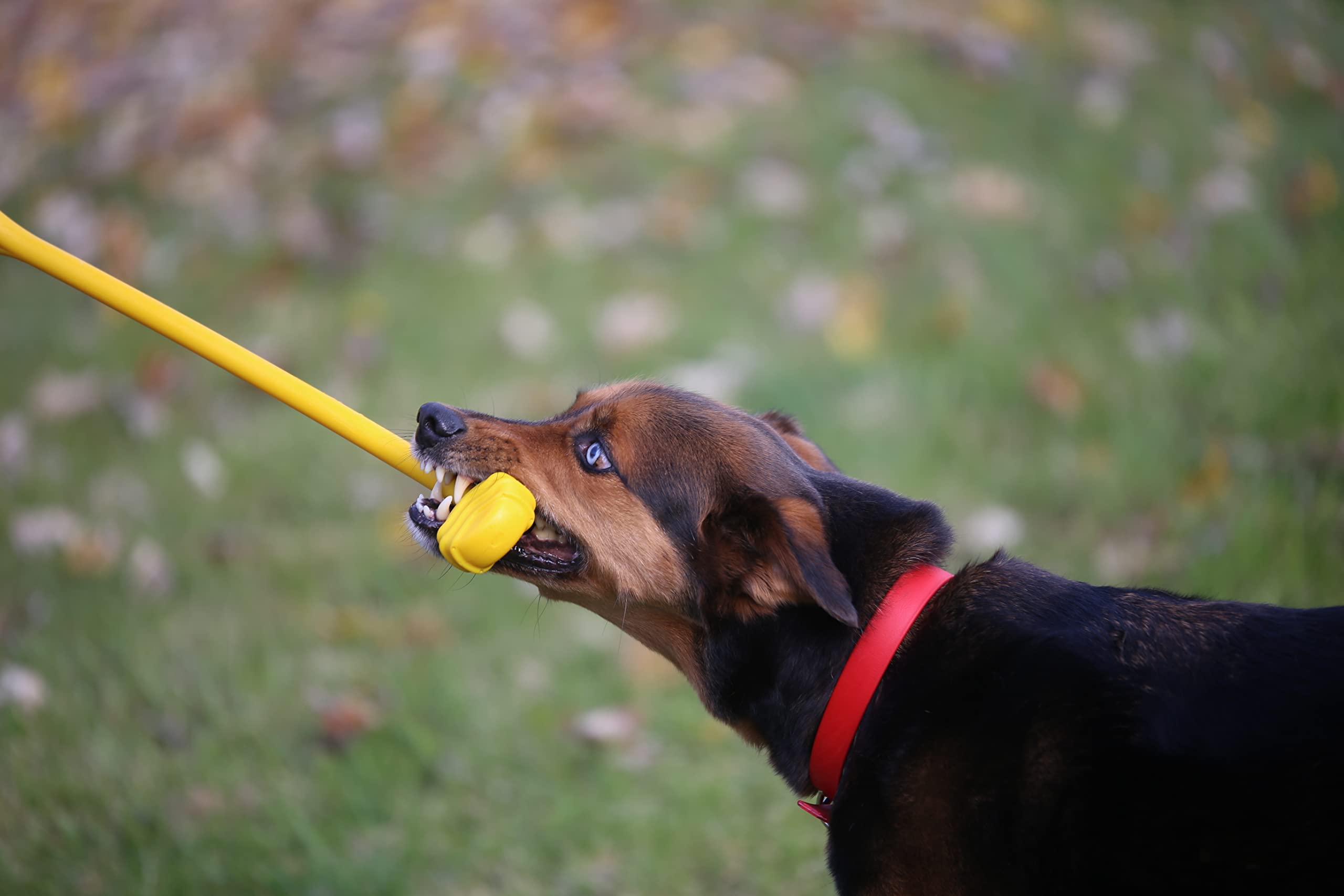 Jersey Dog Co. The Ultimate Tug Toy, Durable & Interactive Dog Toy Made In The Usa From Non-Toxic, Pet Safe Material For Bonding & Play Time, Mental & Physical Exercise (Safety Orange)
