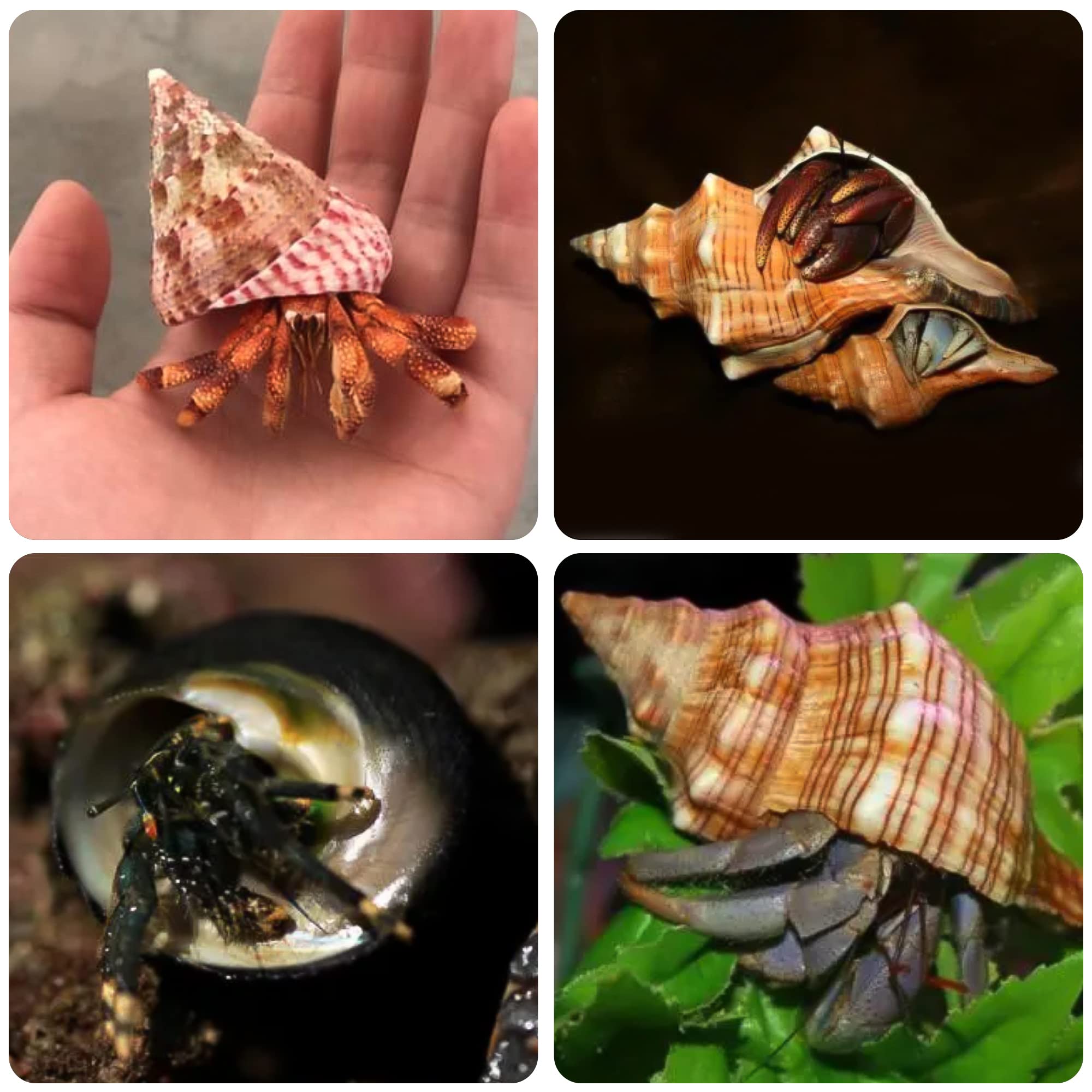 14Pcs 14 Kind Natural Hermit Crab Shells Size 1' - 3.5', Opening 0.8' - 1.5' Hermit Crab Supplies Pearl Turbo Seashell For D?or
