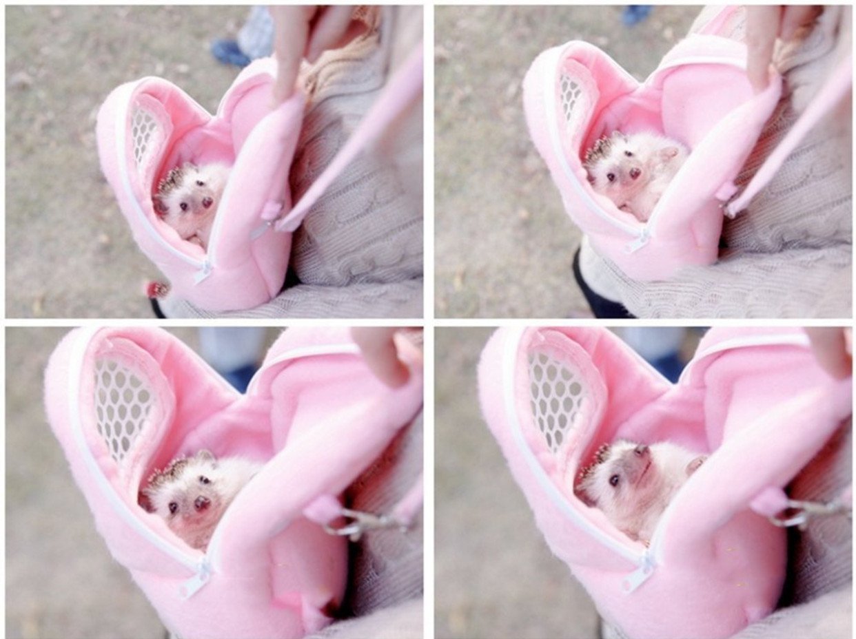 1 Pcs Portable White Mesh African Hedgehog Hamster Breathable Pet Dog Carrier Bags Handbags Puppy Cat Travel Backpack (M, White Mesh - Pink, 18 X 22Cm/7 X9 Inch)