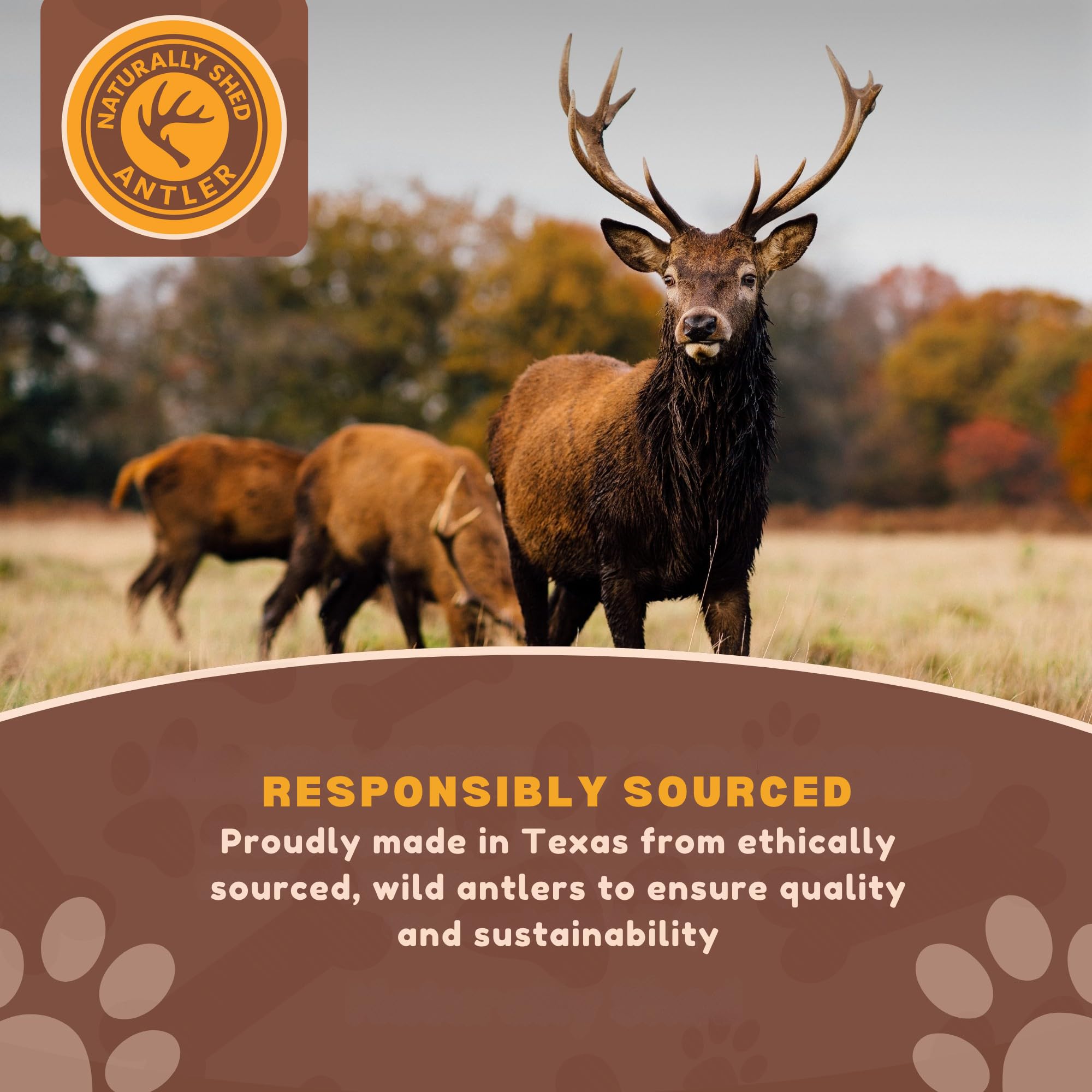 WhiteTail Naturals - Deer Antlers for Extra Small Dogs (12 Pack) Natural Dog Antler Chews for Puppies & Small Aggressive Chewers