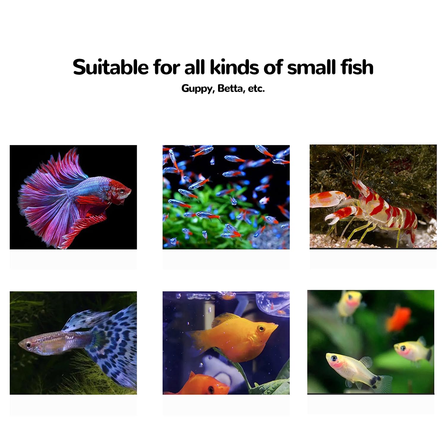J-star Large Clear Acrylic Fish Breeder Box - Ideal for Betta, Guppy, Killifish, Shrimp, and Clownfish Isolation