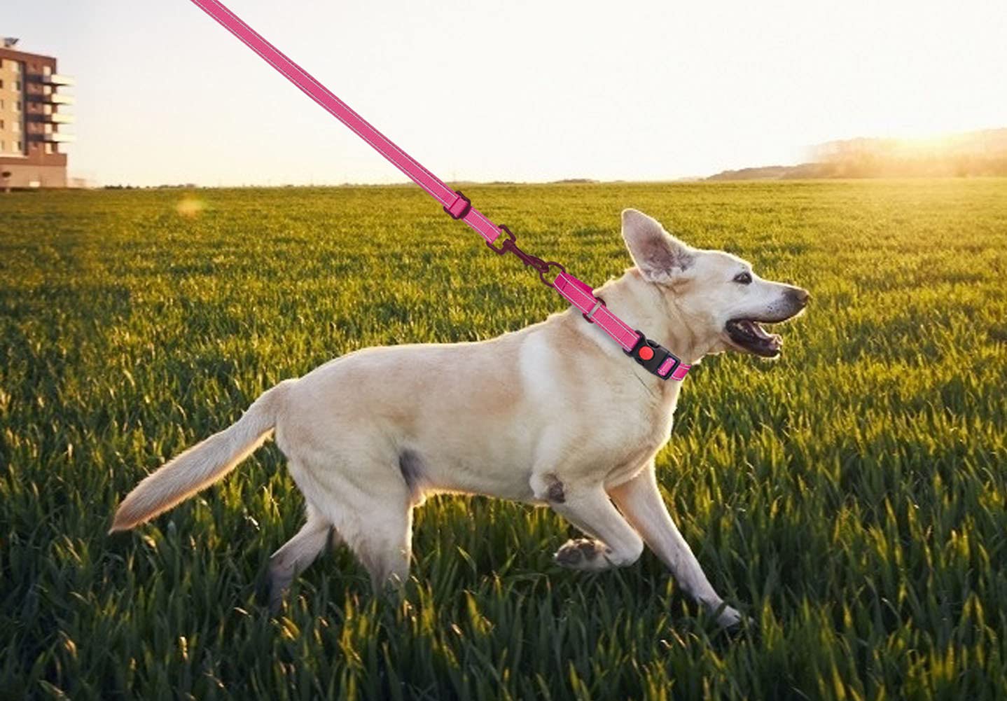 Martingale Dog Collar And Leash Set Martingale Collars For Dogs Reflective Martingale Collar For Large Medium Small Dogs(Hot Pink&M)