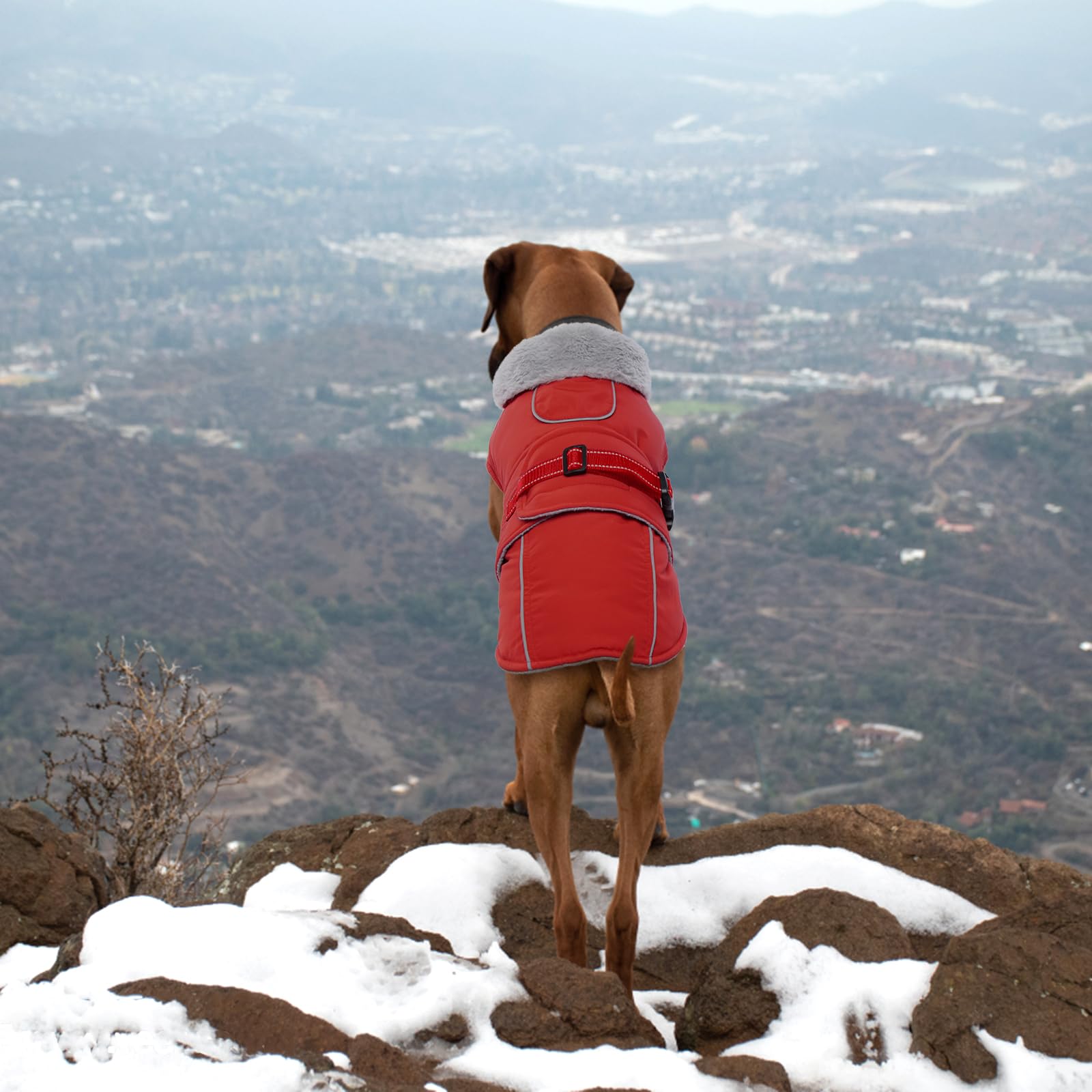 LeLePet Warm Dog Coat - Reflective Fleece Vest, Waterproof, Windproof, Size M, Red
