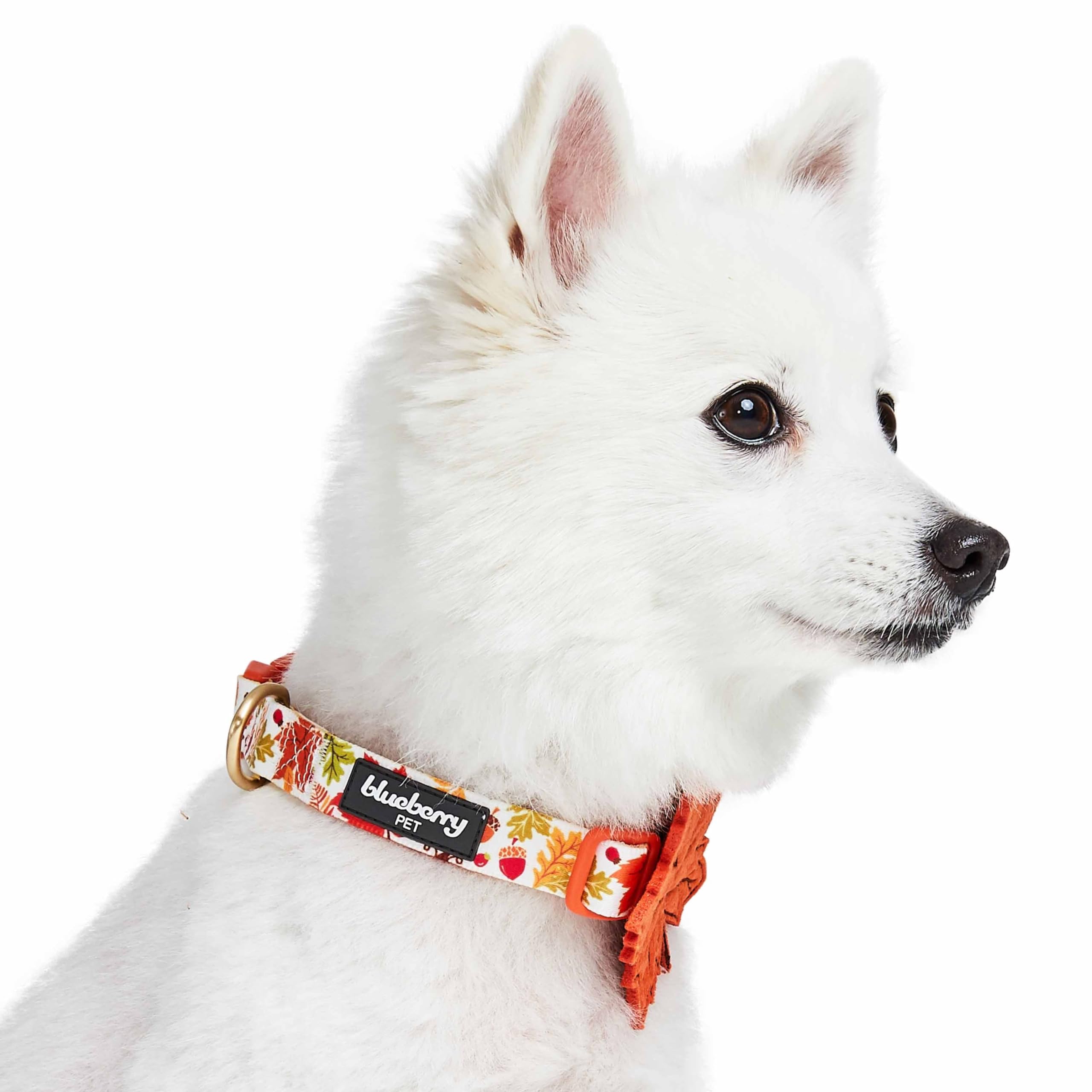 Blueberry Pet Adjustable Thanksgiving Dog Collar - Medium 14.5''-20'' Neck, Perfect Puppy Collar for Fall, Maple D  cor, Dog Col