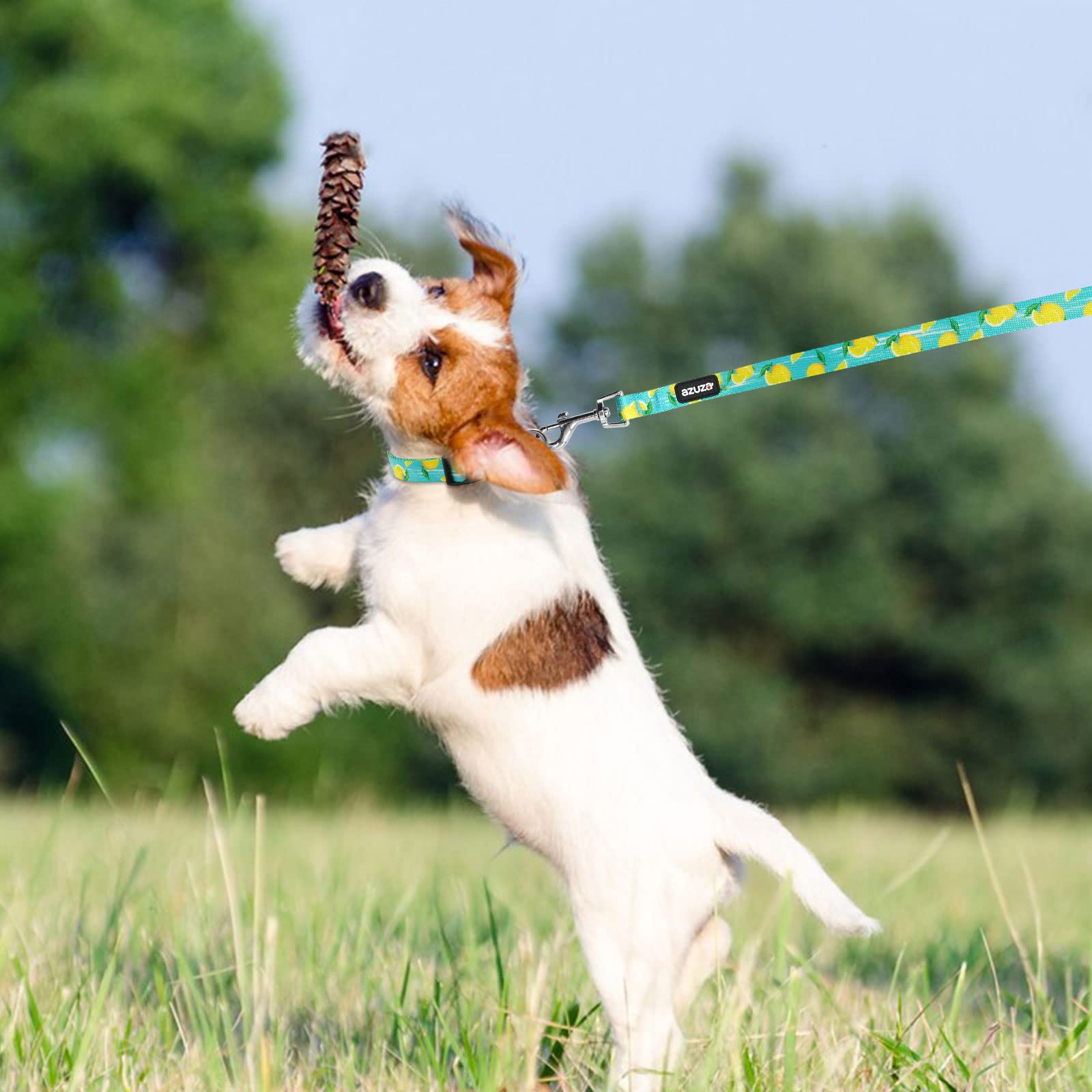 Azuza Dog Collar And Leash Set, Lemon Patterns On Blue Nylon Collar And Matching Leash, Great Option For Medium Dogs