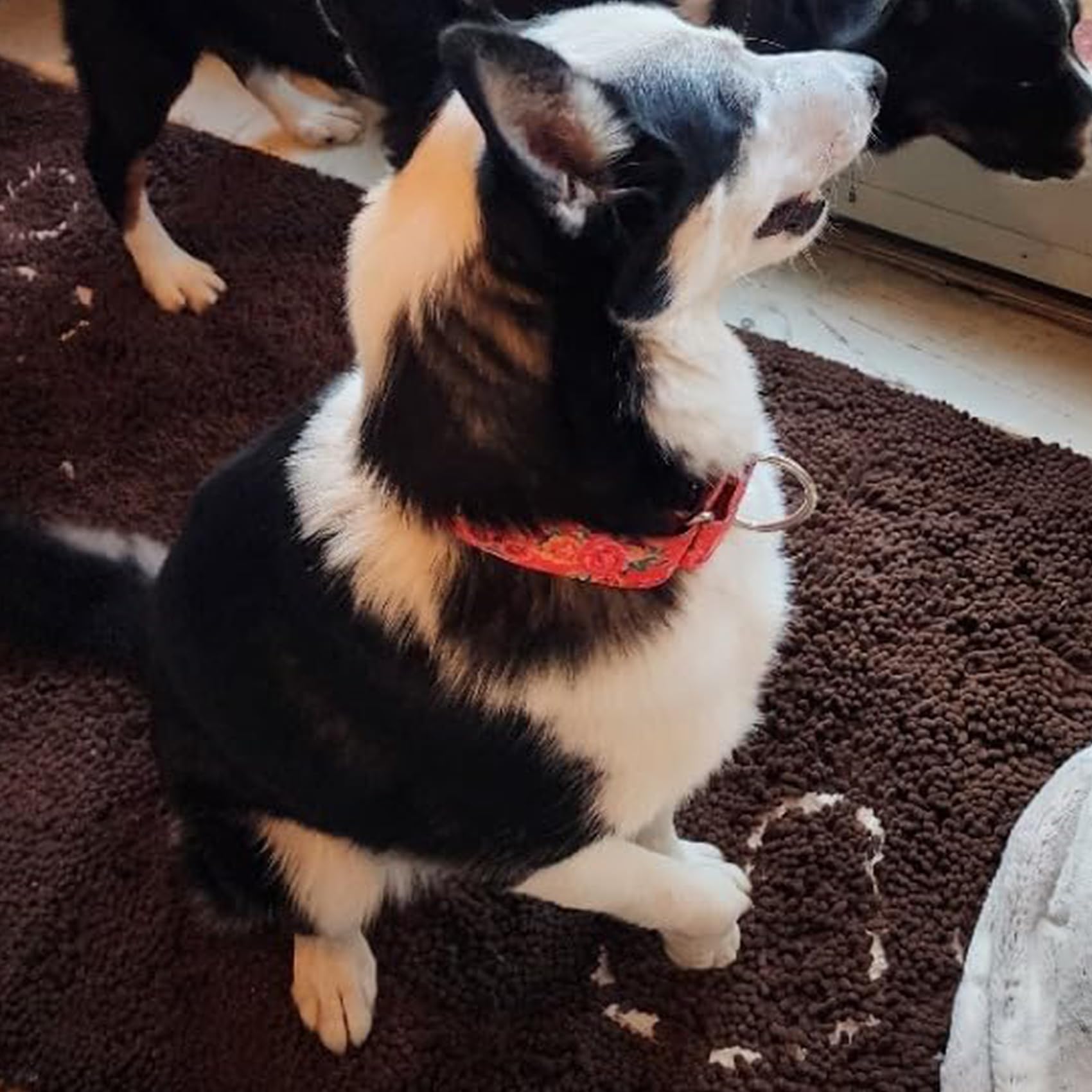 Martingale Collar For Dogs 1.5 Inch Wide,Red Floral No Pull Heavy Duty Dog Collar For Medium Large Extra Large Dogs L