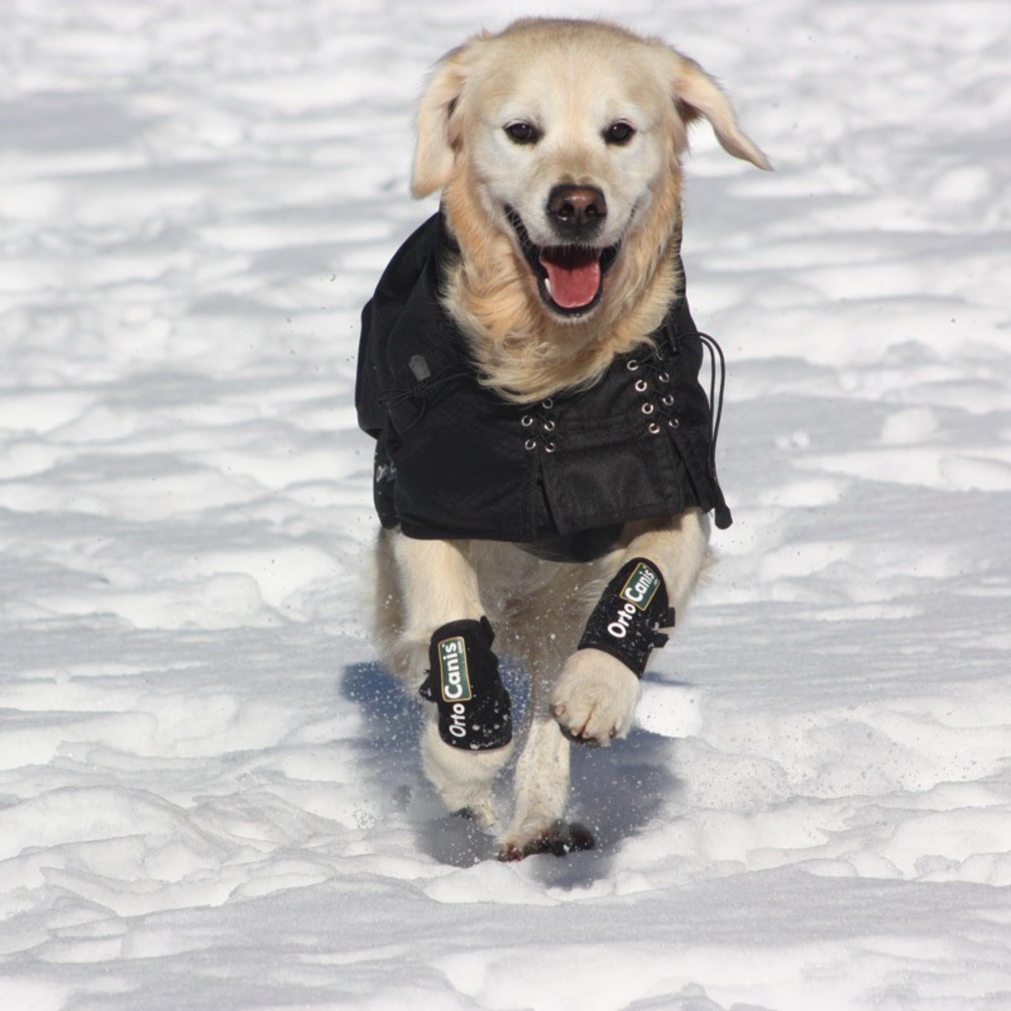 Ortocanis - Carpal Brace for Dogs with Arthrosis, Ligament or Tendon Injuries, or Agility Dogs, Size XXS