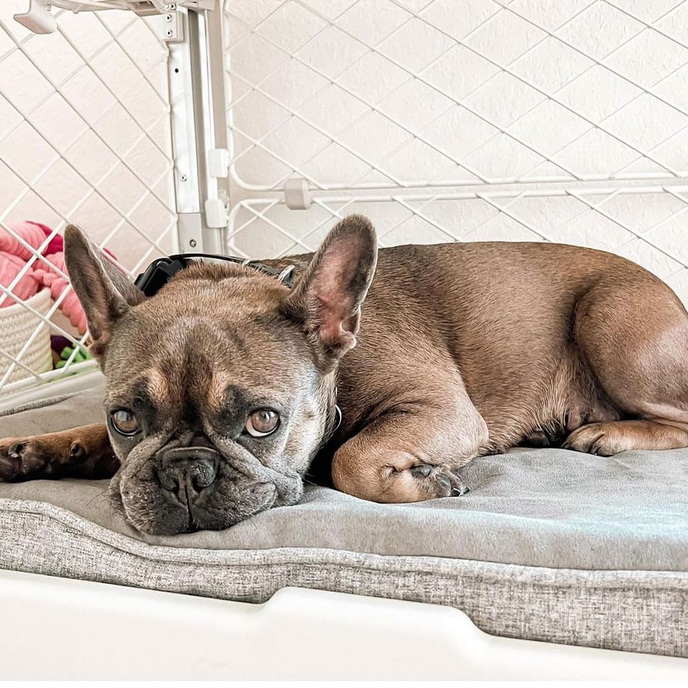 Diggs Snooz Memory Foam Dog Bed - Ideally Sized Revol Dog Crate Pad - Premium Orthopedic Pet Bed For Crate Or Home - Grey, Small