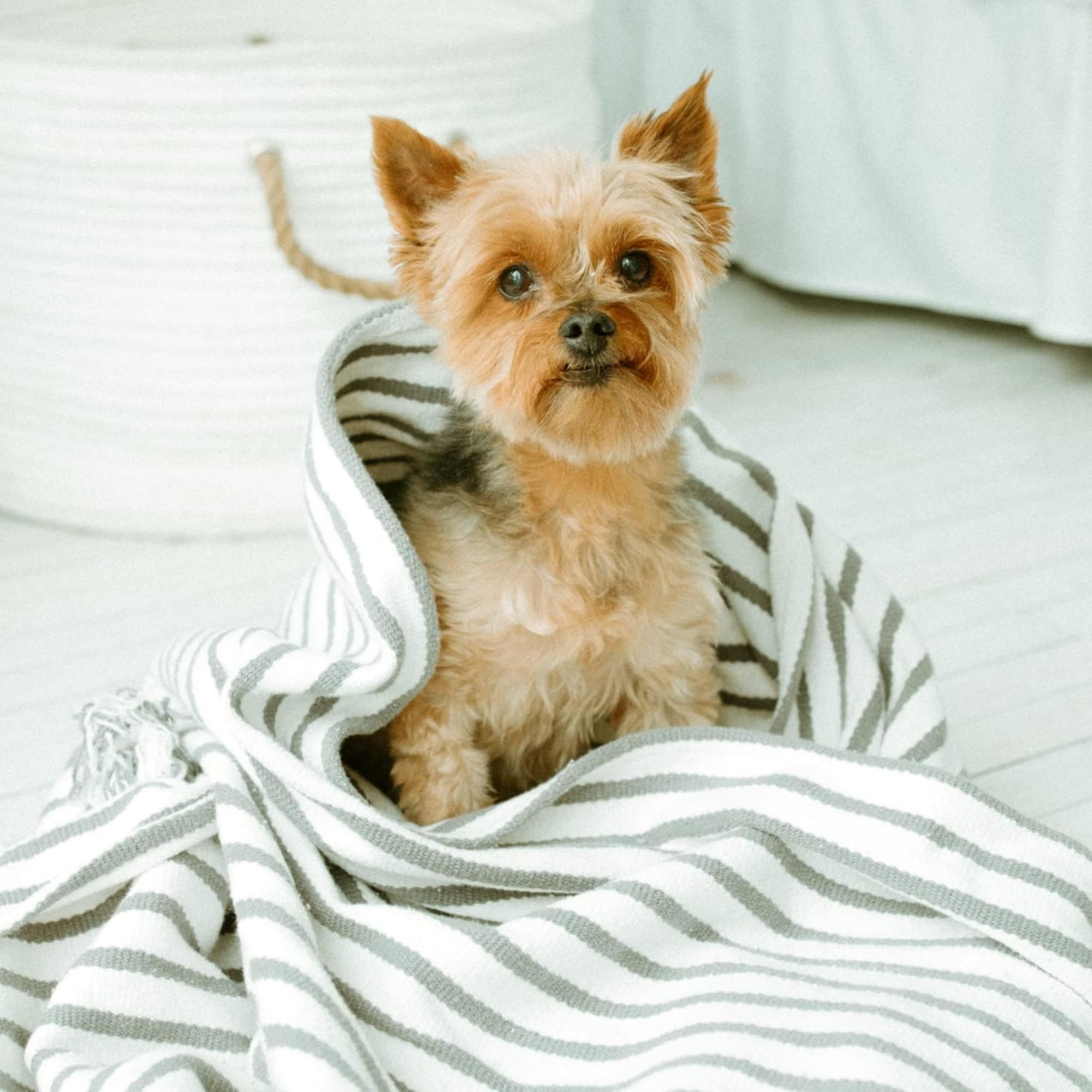 Earthbath, Mango Tango 3-In-1 Dog & Puppy Deodorizing Spritz - Dog Odor Eliminator For Strong Odor, Cruelty-Free Dog Cologne, Dog Wash Spray, Made In Usa, Dog Bathing Supplies - 8 Oz (2 Pack)