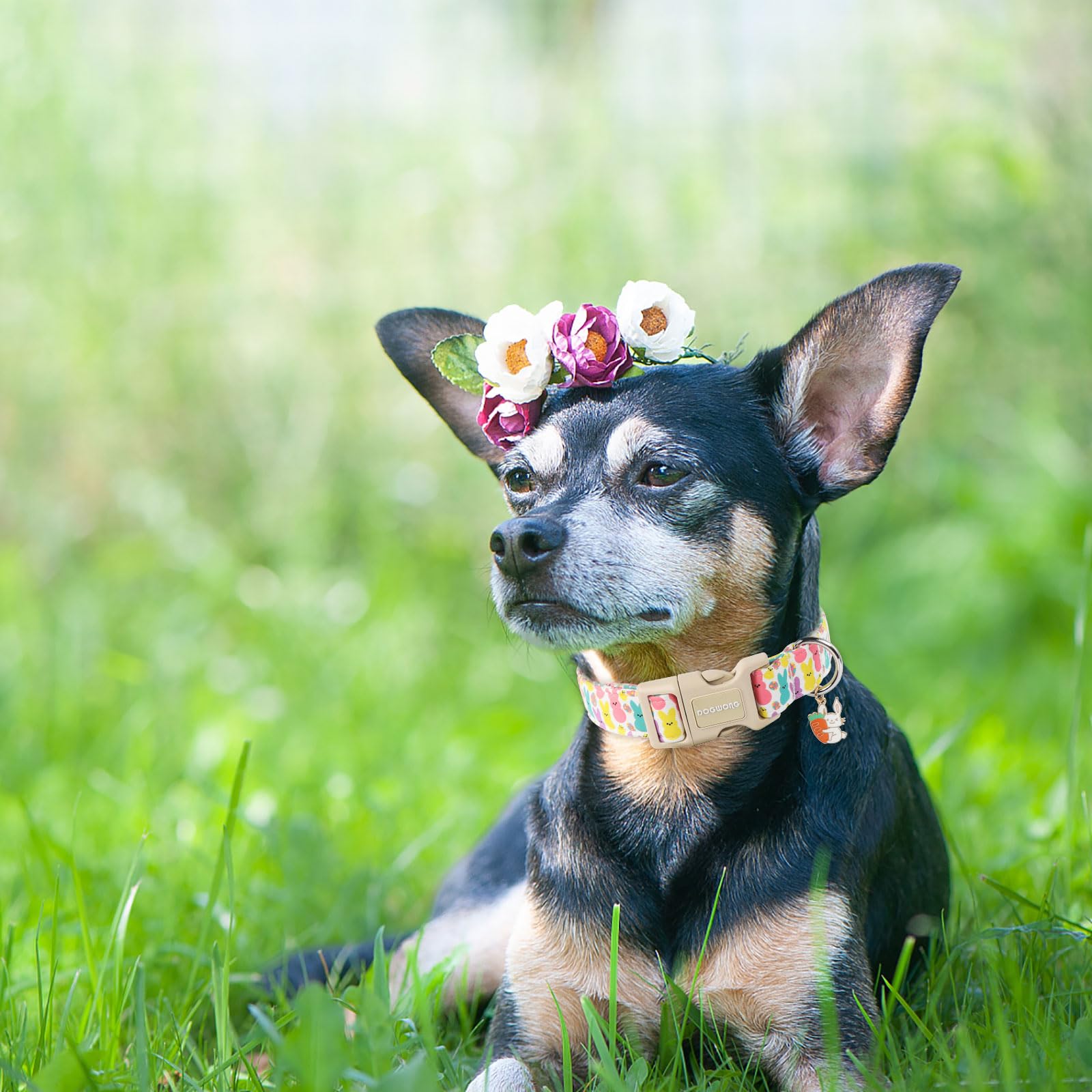 Dogwong Easter Dog Collar- Cute Coloful Egg Dog Collars Adjustable Designer Easter Day Puppy Heart Dog Collar For Small Medium L