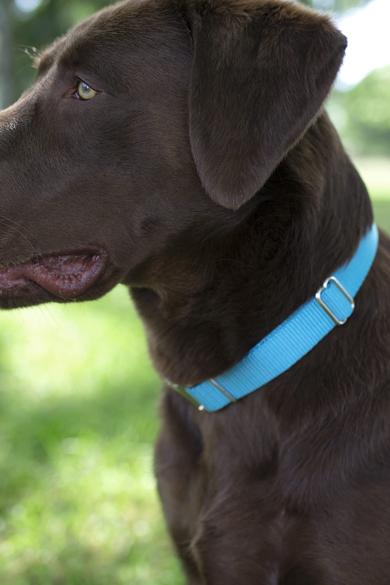 Country Brook Design - Vibrant 30+ Color Selection - Premium Nylon Dog Collar With Metal Buckle (Large, 1 Inch, Ice Blue)