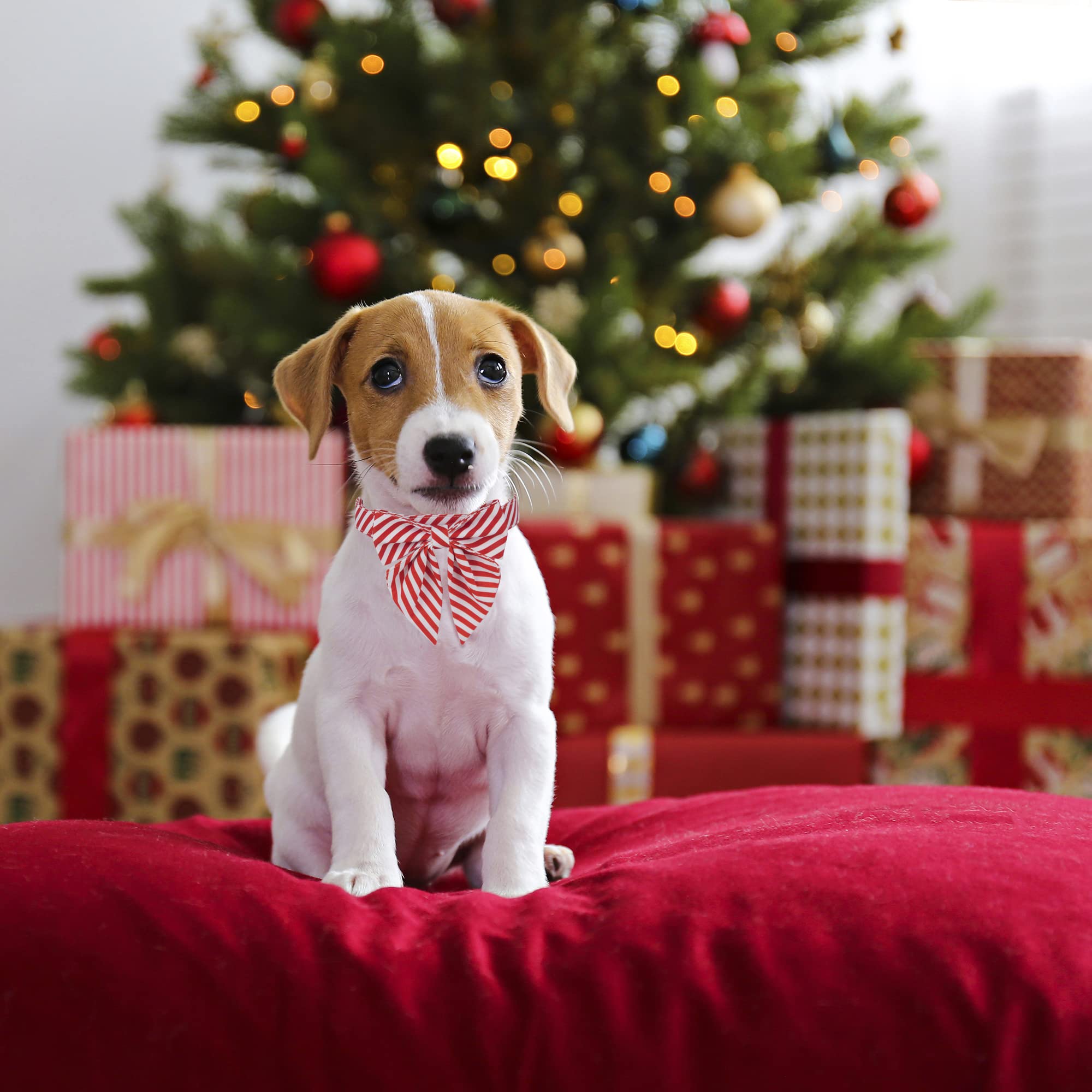 Adoggygo Christmas Dog Collar With Bow, Adjustable Cotton Stripe Bowtie Dog Christmas Collars For Small Medium Large Dogs Pets (Large, Red & White)