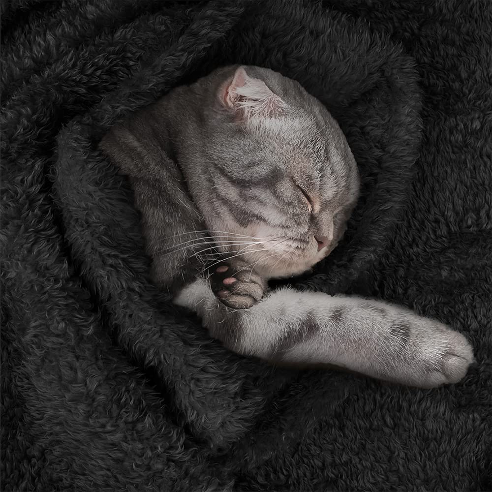 Petami Fluffy Dog Blanket For Small Medium Large Dogs, Sherpa Soft Warm Pet Fleece Throw For Indoor Cats, Fuzzy Plush Shaggy Blanket Furniture Protector Sofa Couch Bed, Black 60X80