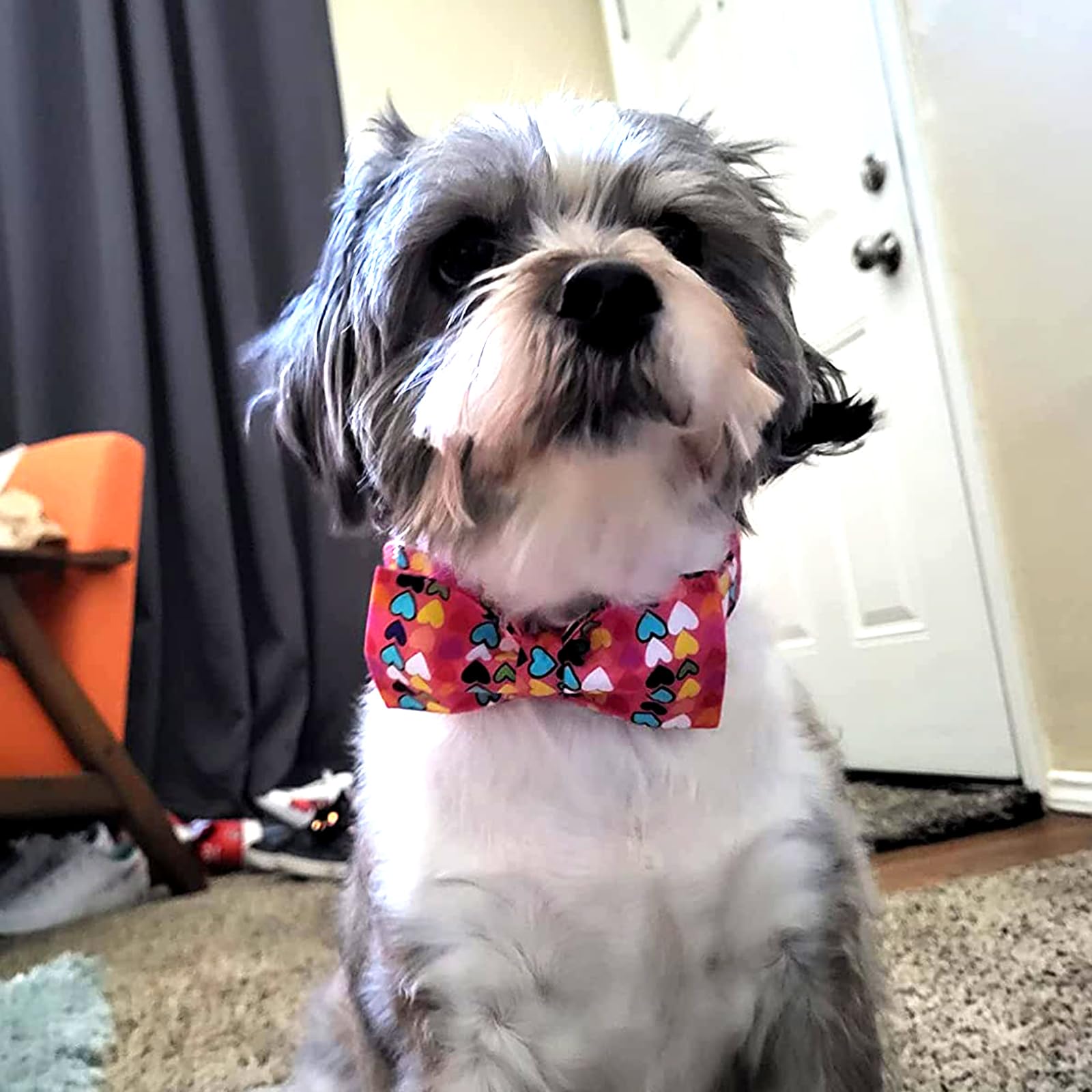 Lionheart Glory Valentine'S Adjustable Dog Collar With Bow For Medium Dogs