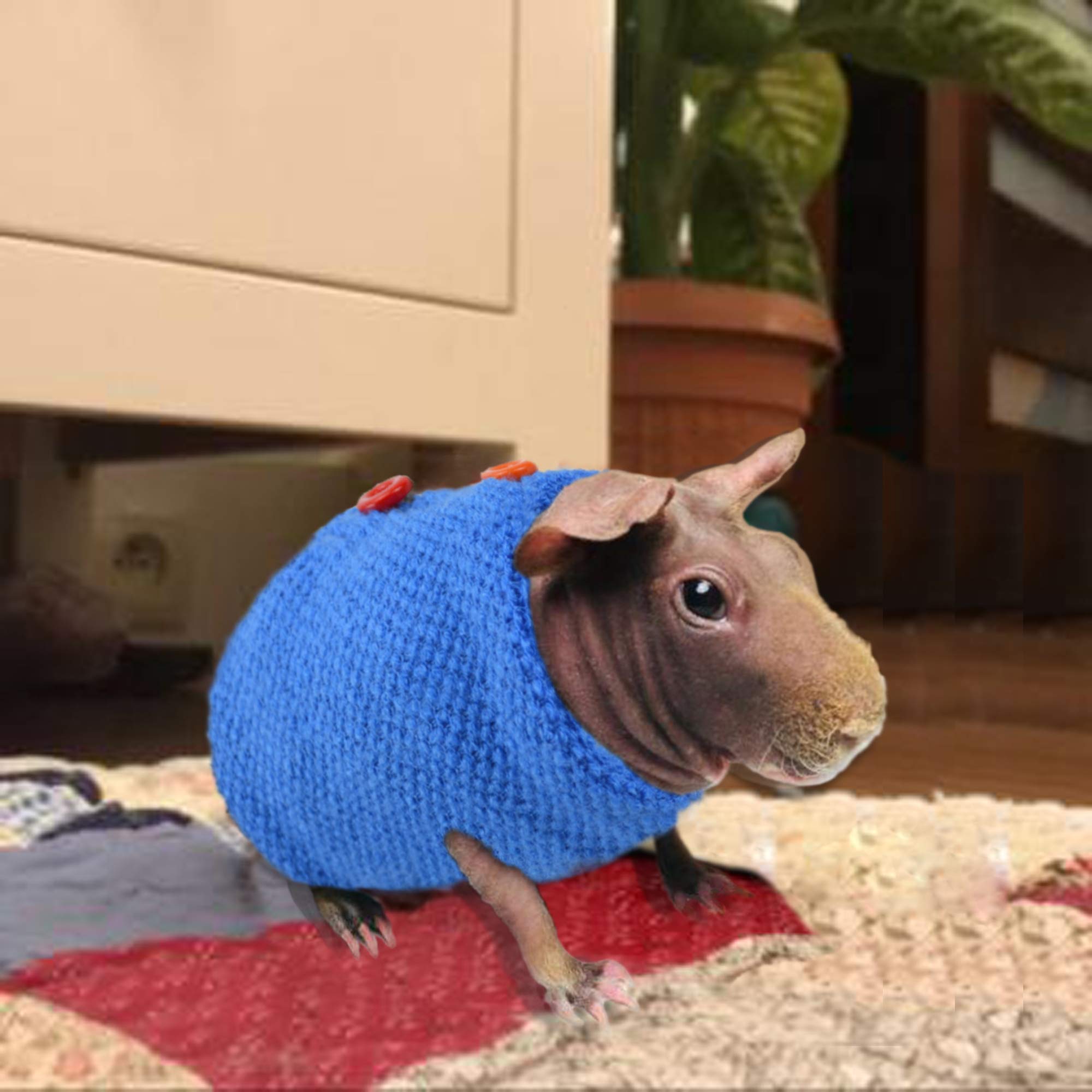 Sweater For Skinny Pig Hairless Guinea Pig Clothes To Protect The Skin From Harm And Keep It Warm.