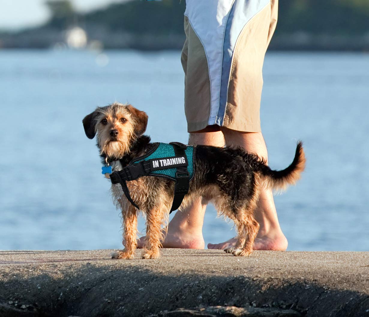 Dihapet No Pull Dog Harness, Adjustable Service Dog Vest, Reflective Easy For Walking Training, Green/Xxl