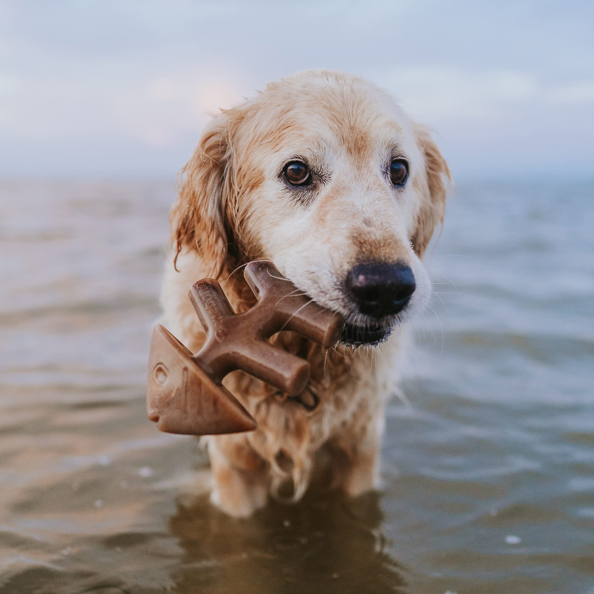 Benebone 2-Pack Fishbone/Wishbone Durable Dog Chew Toys, Real Fish, Real Bacon, Made In Usa, Medium