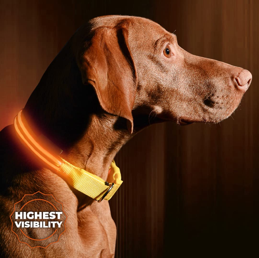 ILLUMISEEN LED Light Up Dog collar - Bright & High Visibility Lighted glow collar for Pet Night Walking - USB Rechargeable - Wea