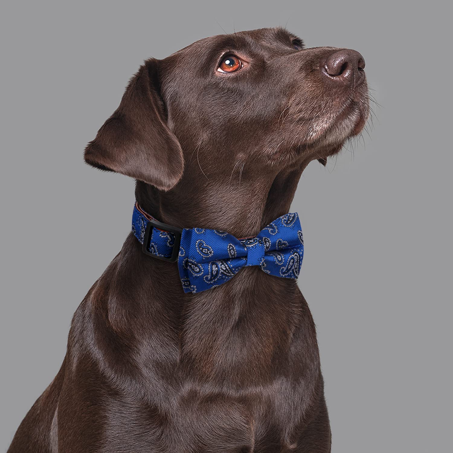Rhea Rose Bowtie Dog Collars Blue Paisley Pattern Medium
