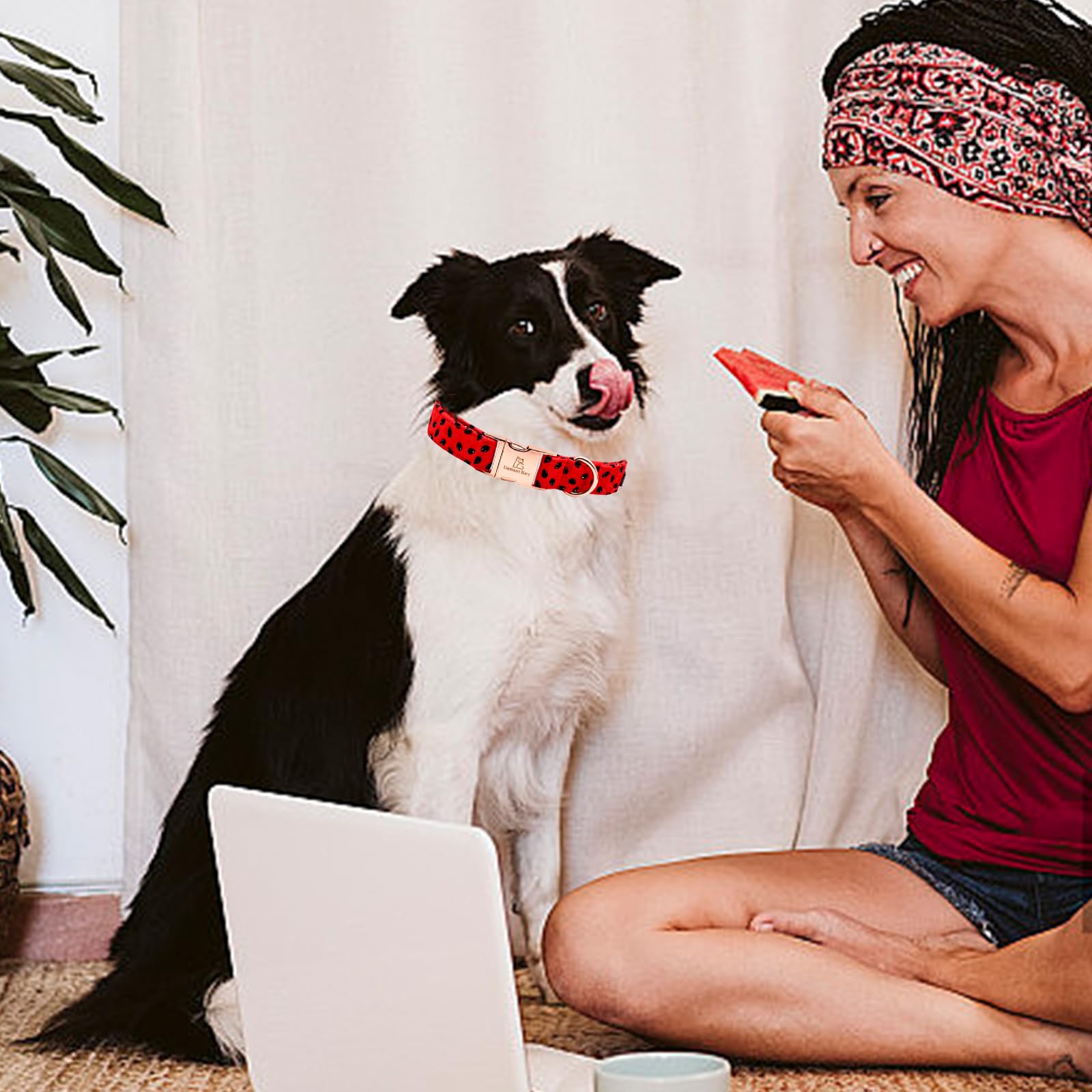 Lionheart Glory Watermelon Print Dog Collar - Soft, Durable, Adjustable For Small Dogs - Spring/Summer