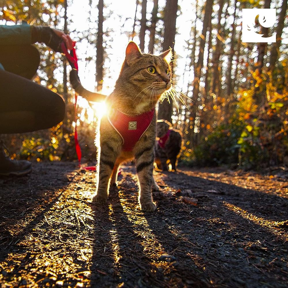 Rc Pets Adventure Kitty Harness, Cat Walking Harness, Small, Maldives