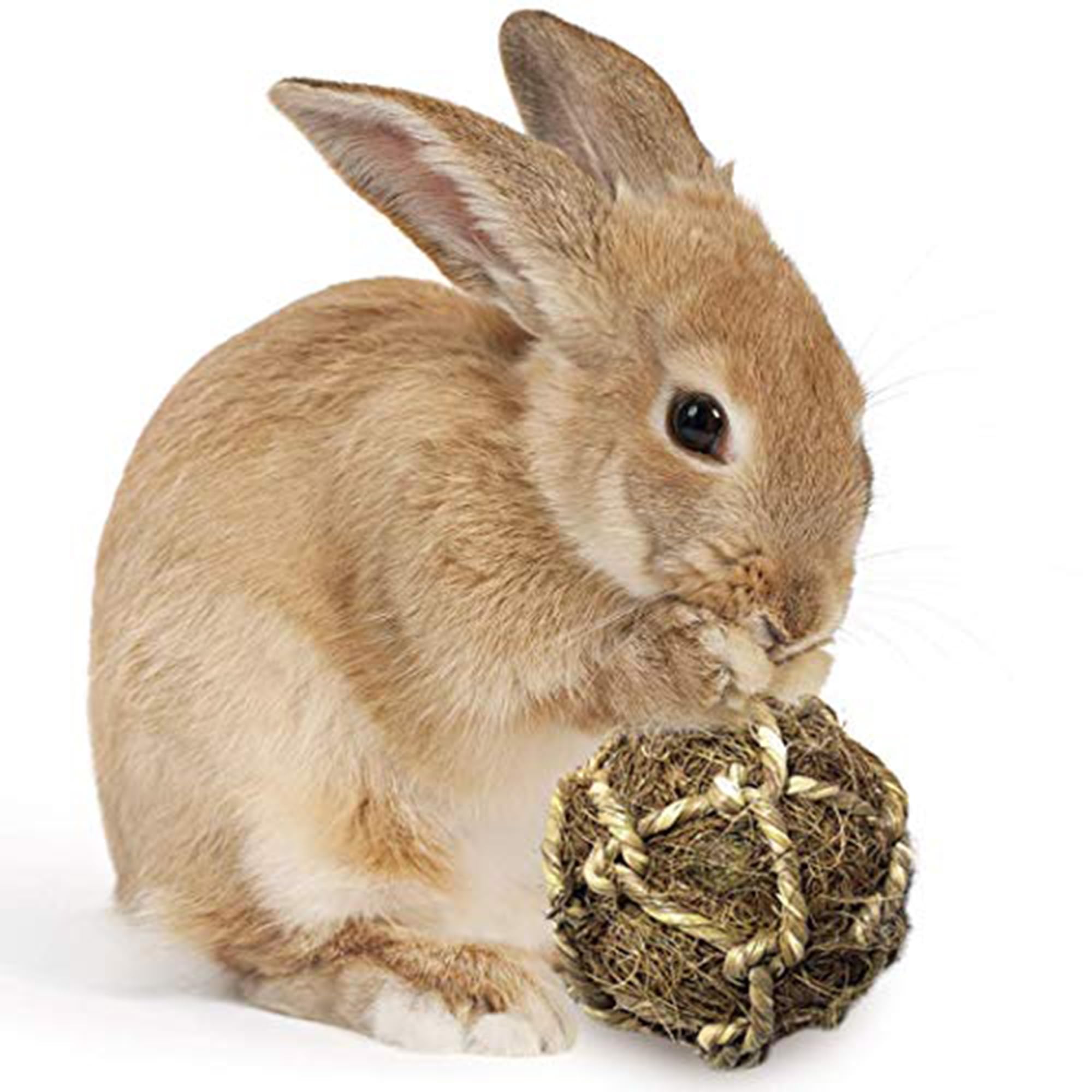 SunGrow Assorted Rabbit & Cat Chew Balls, Teething Activity Toy for Pocket Pets, Improves Dental Health, Environment Friendly, S