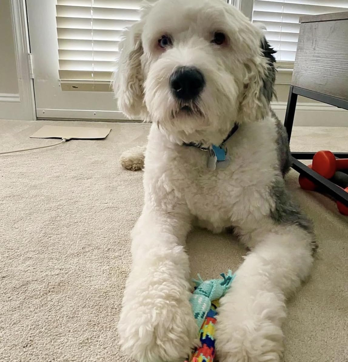 Rocket & Rex Dog Chew Toy Set For Small To Medium Breeds, Includes A Rope, Rubber Squeaker And Plush Toy With Ball, Reduces Dest