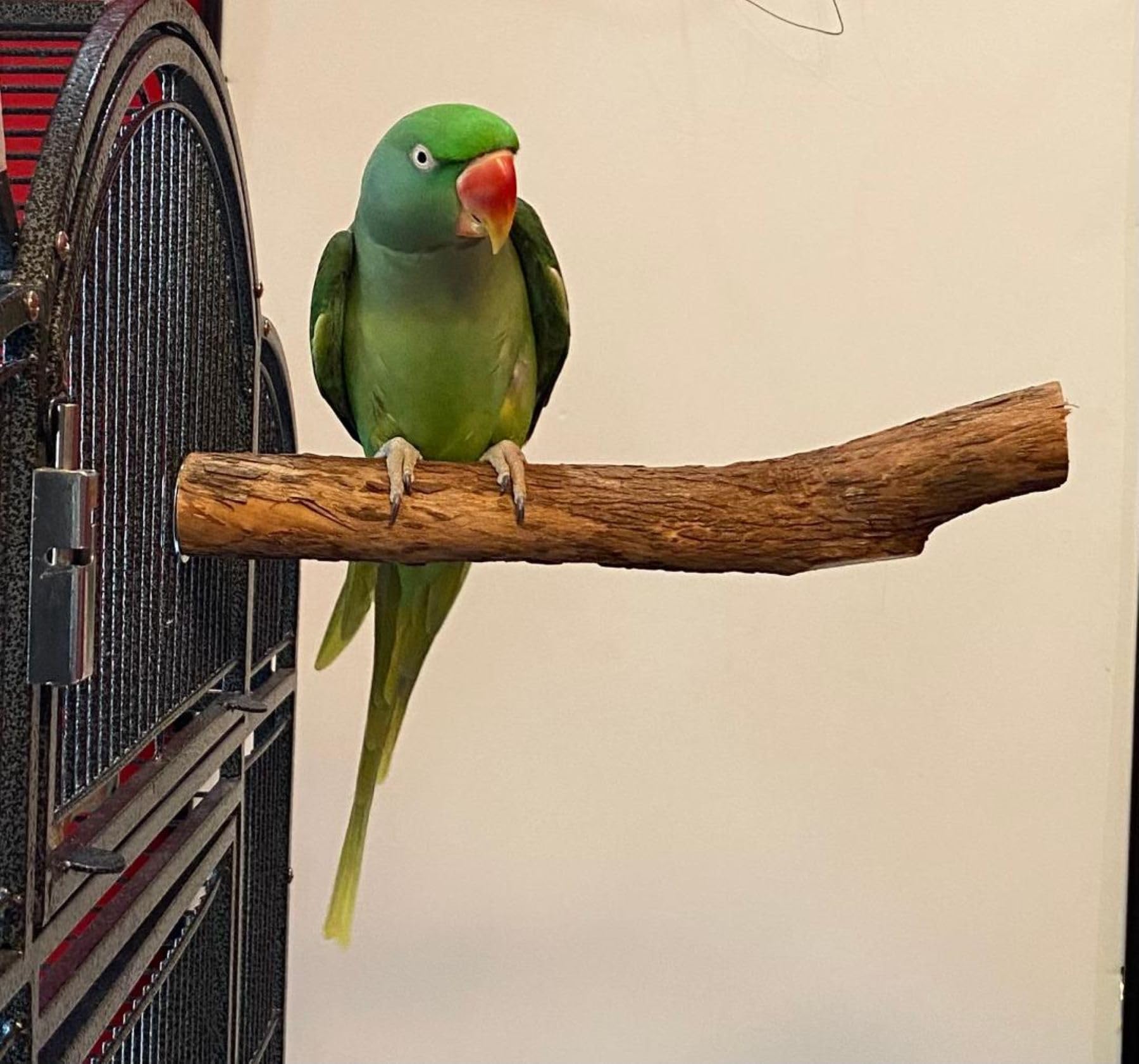 Polly'S Hardwood Bird Perch, Large