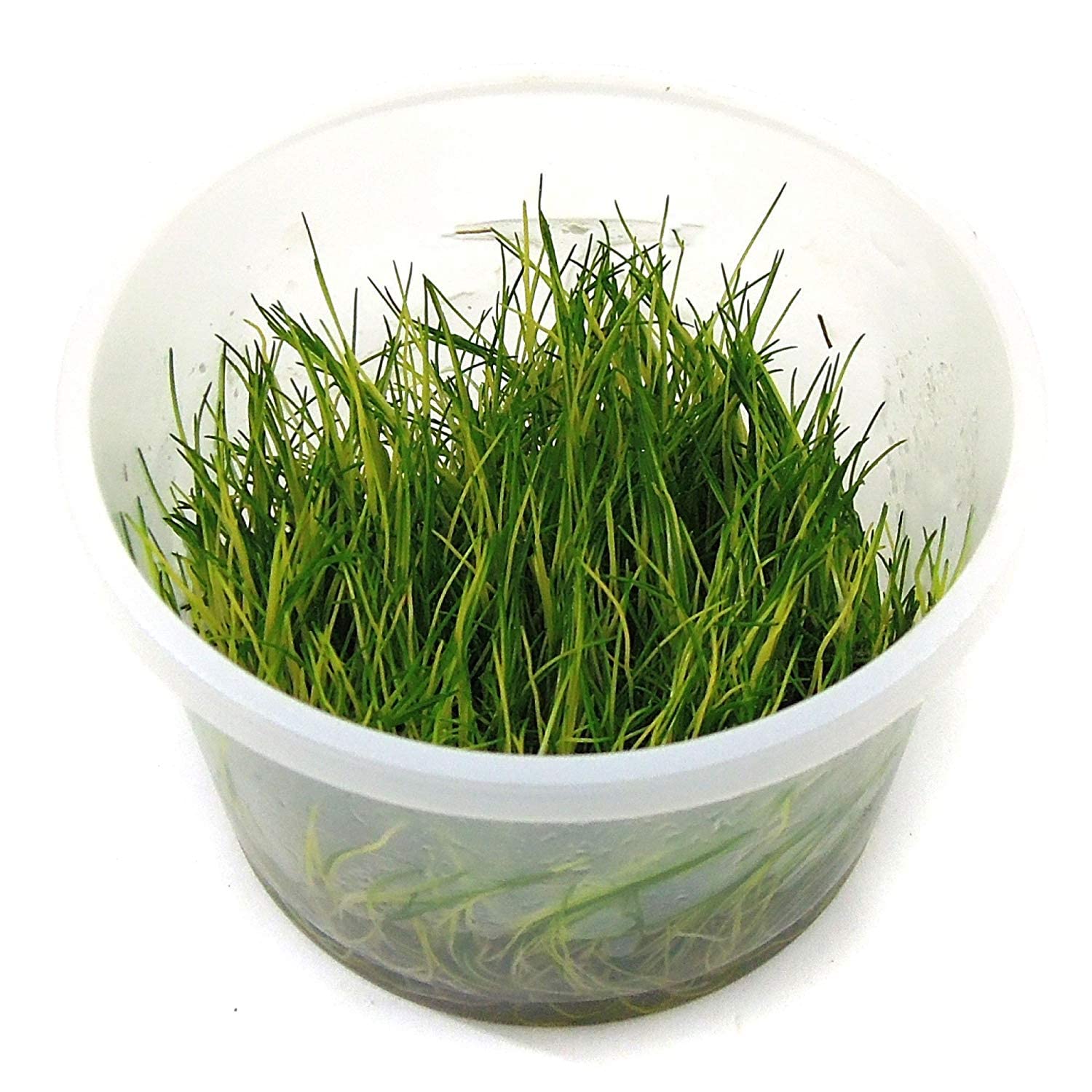 Tissue Culture Live Aquarium Plants | in Vitro Freshwater Aquatic Plants for Small Aquariums and Foreground (Dwarf Hairgrass)
