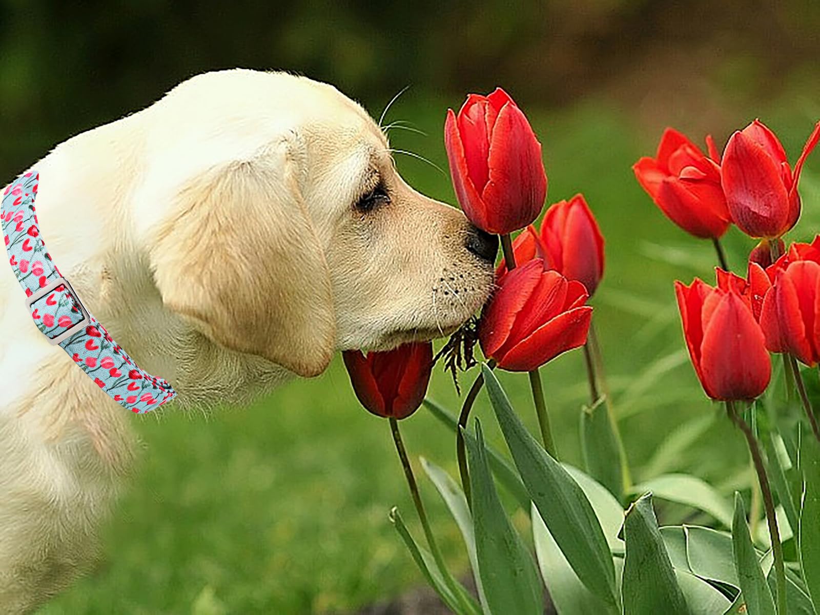 Lionet Paws Design Dogs Collar Cute Adjustable Flower Dog Collars For Girl Female Medium Large Dogs With Tulips Xl