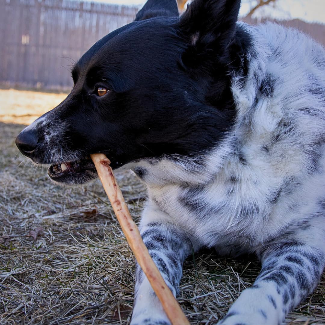 EXQUISITE PETS, LTD. 12 Bully Sticks 3lb-Bag Bulk 100% Brazilian Bull Pizzle Thick Odorless Long Lasting No Grains or Rawhide He