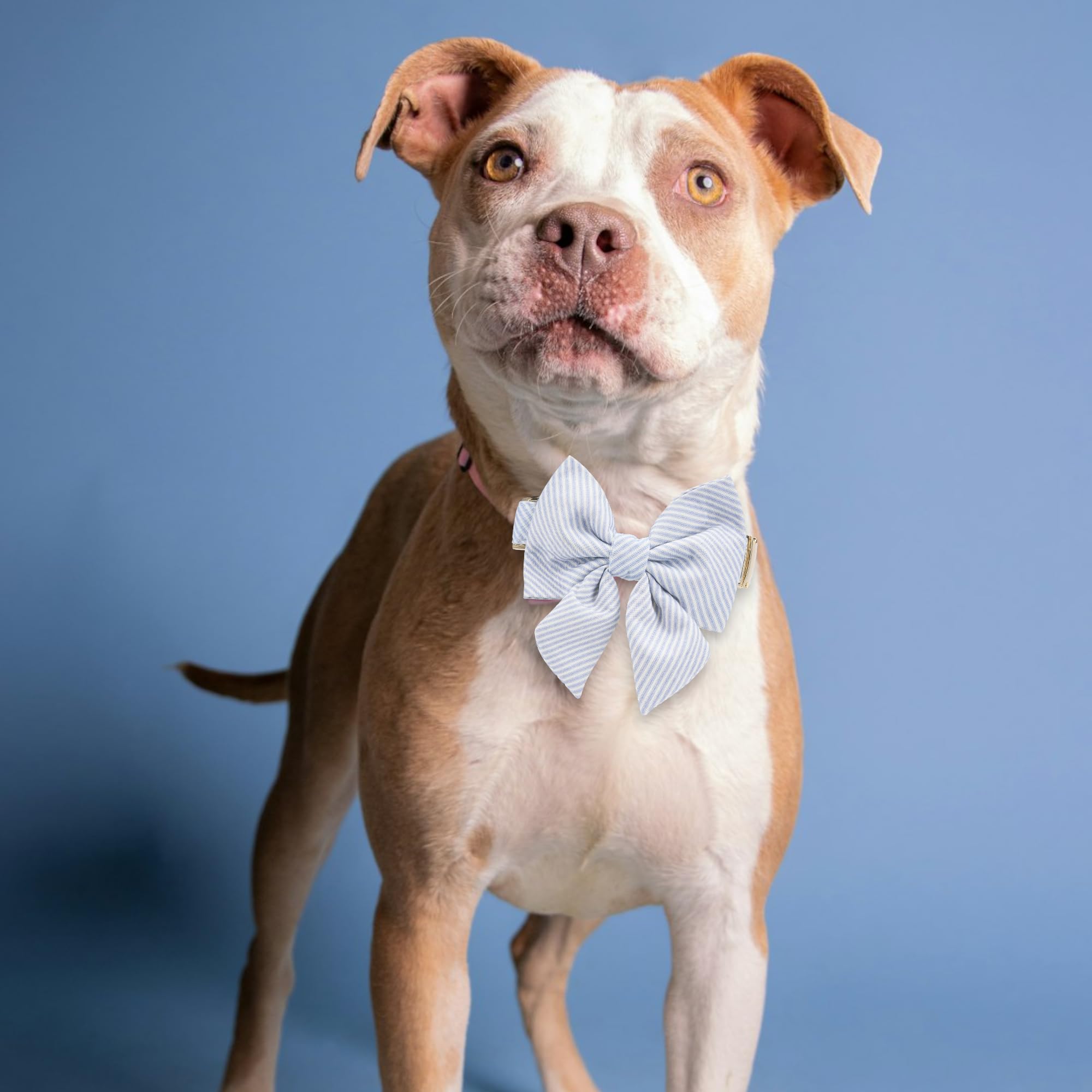 The Wagging Tail Adjustable Pet Bow Tie And Dog Collar For Lady Small Medium Large Dogs, Puppy Collar With Bowtie, Cute Lady Bow